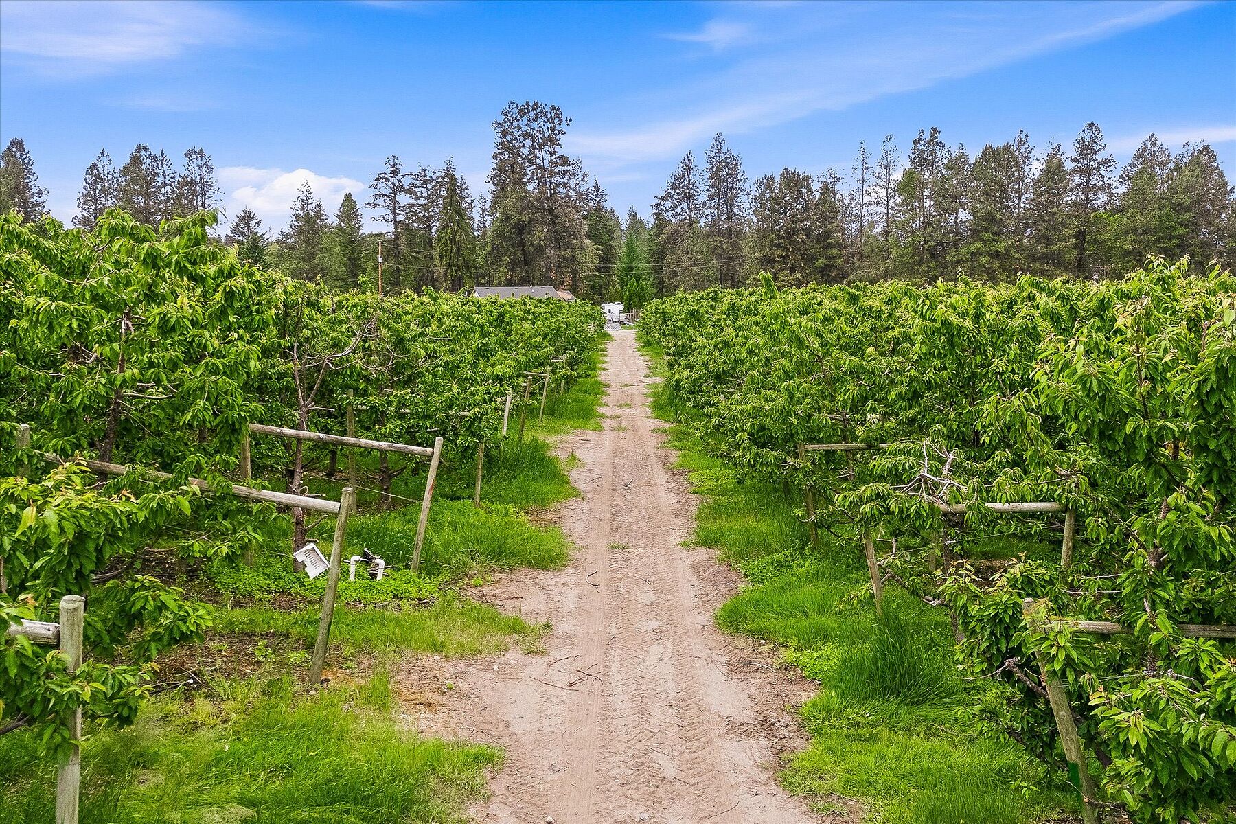  12.81 Acre Orchard - 物件實景