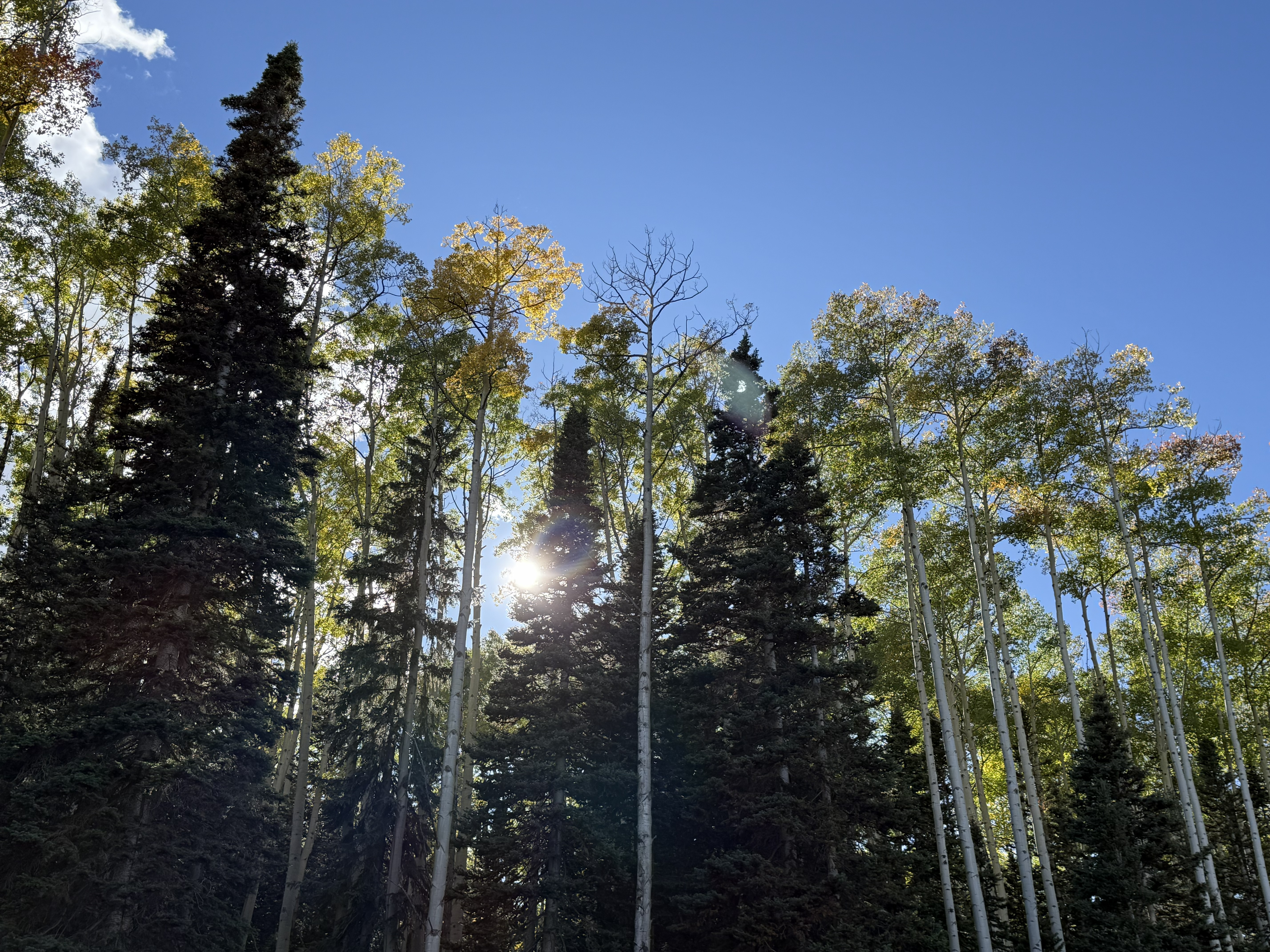  141 White Buffalo Trail, Crested Butte, CO, 81224 - 物件實景