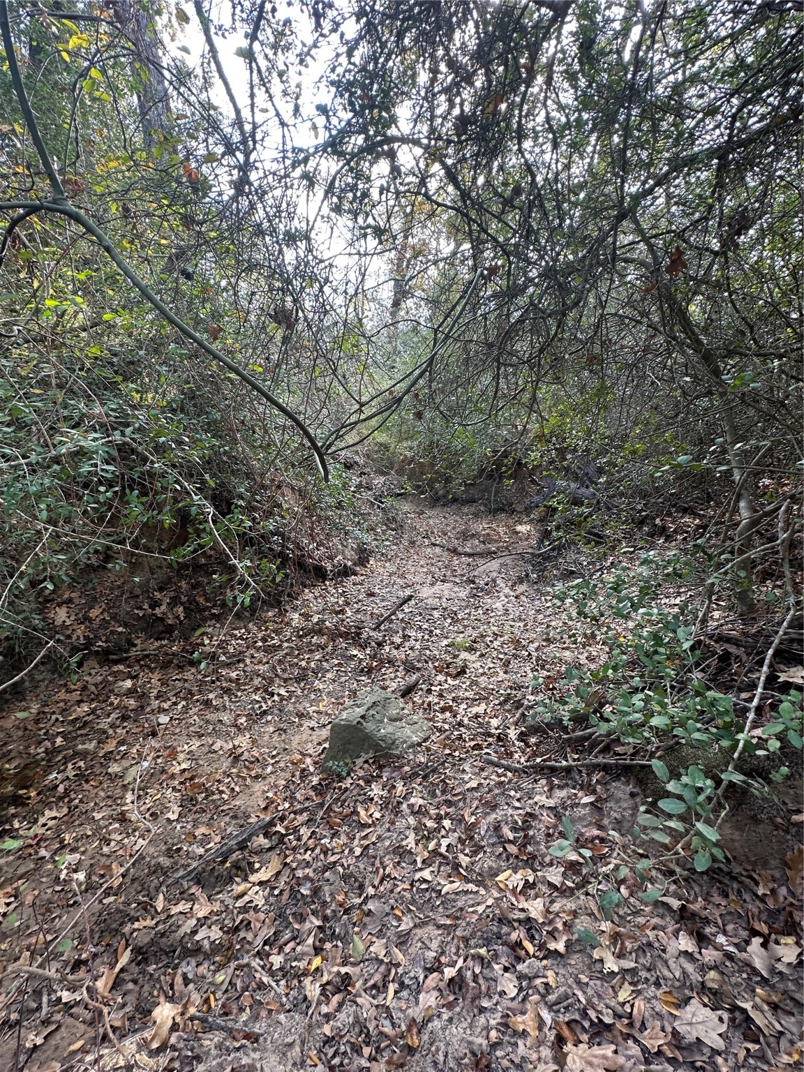 Thornton, Texas, 76687, United States, ,Land,For Sale,1995546