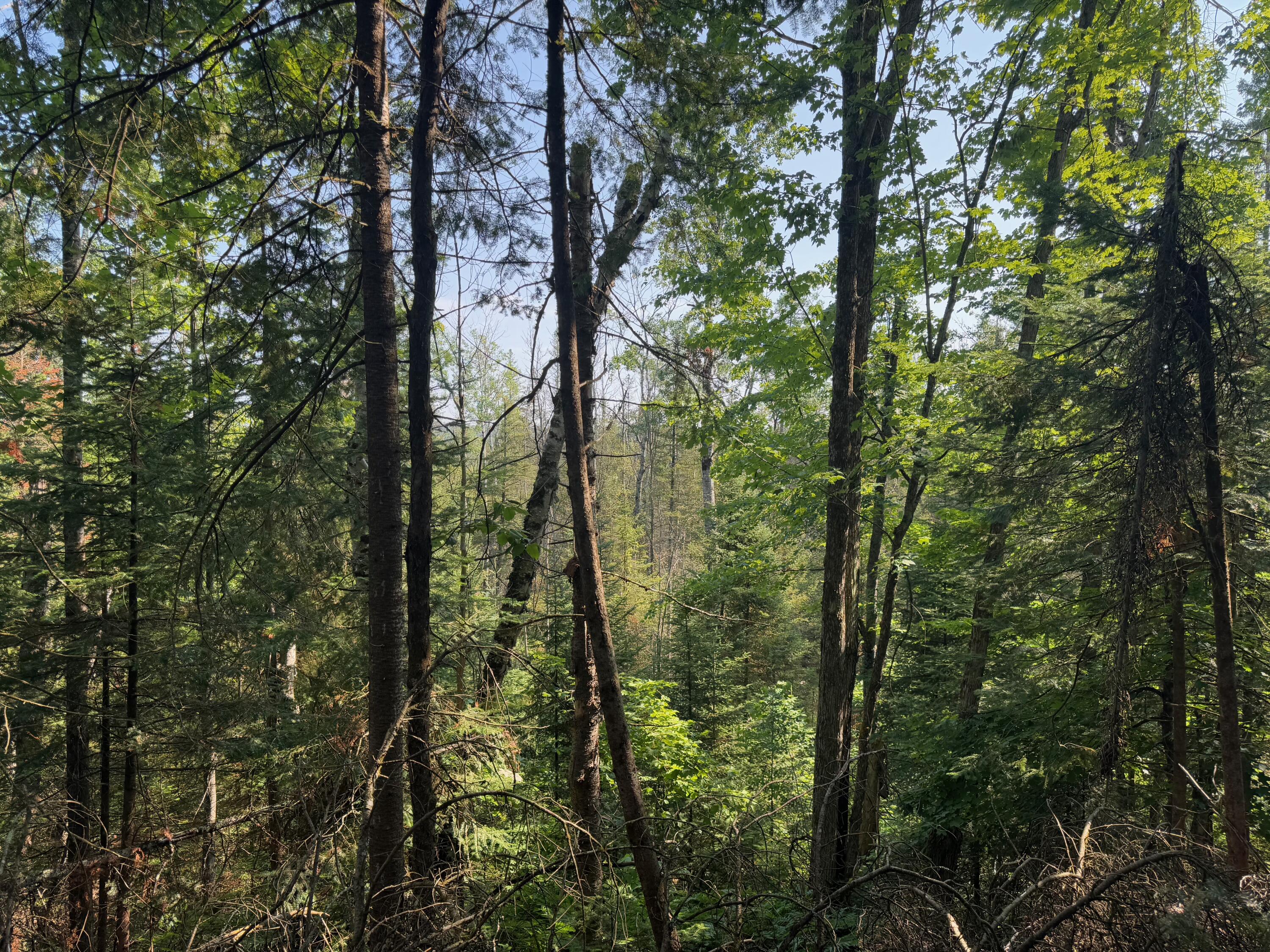 Wolverine, Michigan, 49799, United States, 2 Bedrooms Bedrooms, ,2 BathroomsBathrooms,Residential,For Sale,1885505