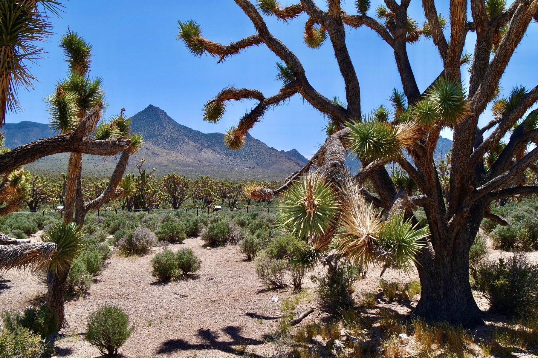  5838 E Diamond Bar Road ¦ Meadview, AZ - 物件實景
