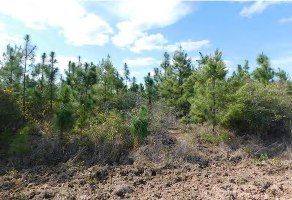 Huntington, Texas, 75949, United States, ,Land,For Sale,1785259