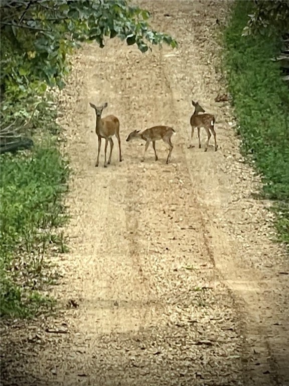 Berryville, Arkansas, 72616, United States, 6 Bedrooms Bedrooms, ,4 BathroomsBathrooms,Residential,For Sale,1988341