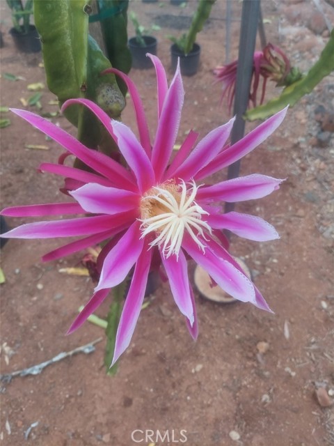 Fallbrook, California, 92028, United States, 2 Bedrooms Bedrooms, ,3 BathroomsBathrooms,Residential,For Sale,1979251