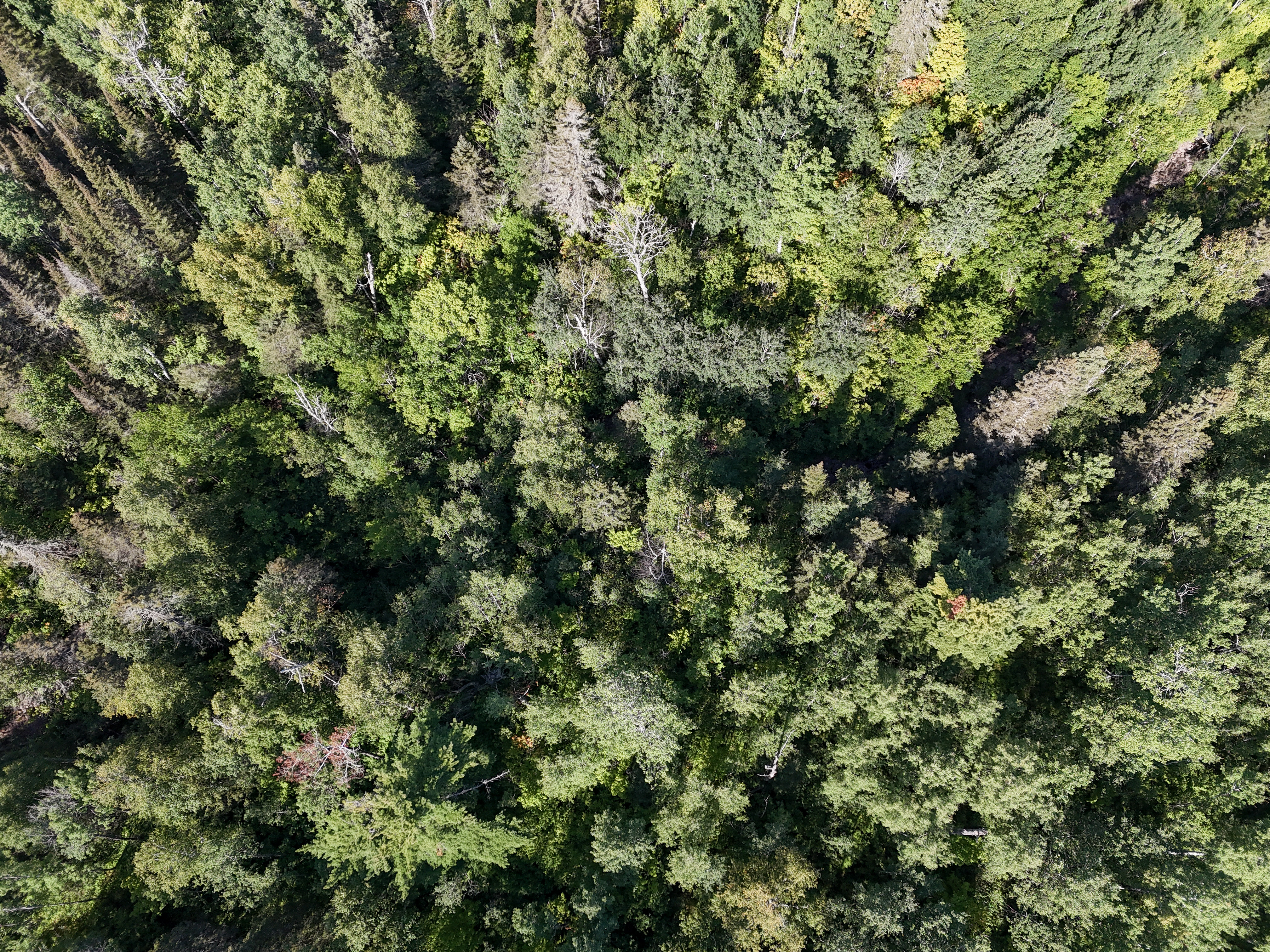  A Rare North Shore Homesite Near Grand Marais - 物件實景