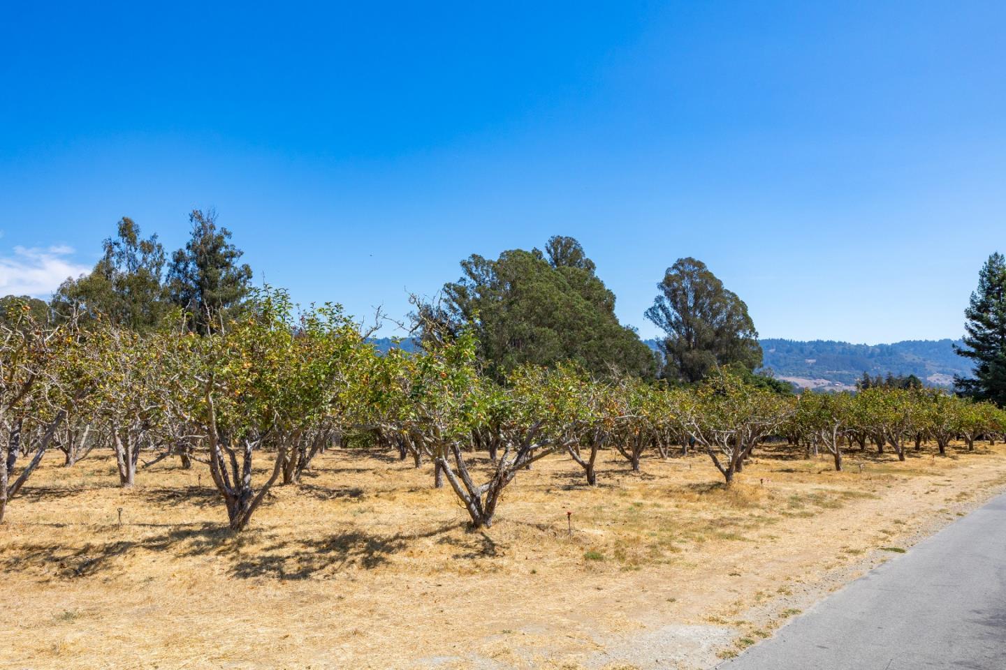 Watsonville, California, 95076, United States, ,Land,For Sale,1942111