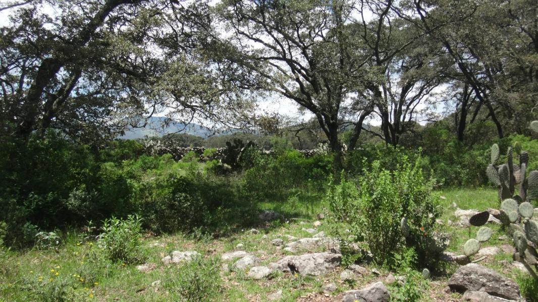Rancho Tecolapan, Jilotepec, Estado de México, 54270, Mexico, 1 Bedroom Bedrooms, ,Residential,For Sale,Rancho Tecolapan,1443404