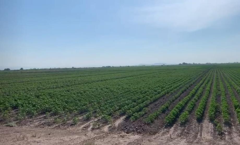 EJIDO VEGA LARGA, San Pedro, Coahuila de Zaragoza, 27945, Mexico, 1 Bedroom Bedrooms, ,Residential,For Sale,EJIDO VEGA LARGA,1501635
