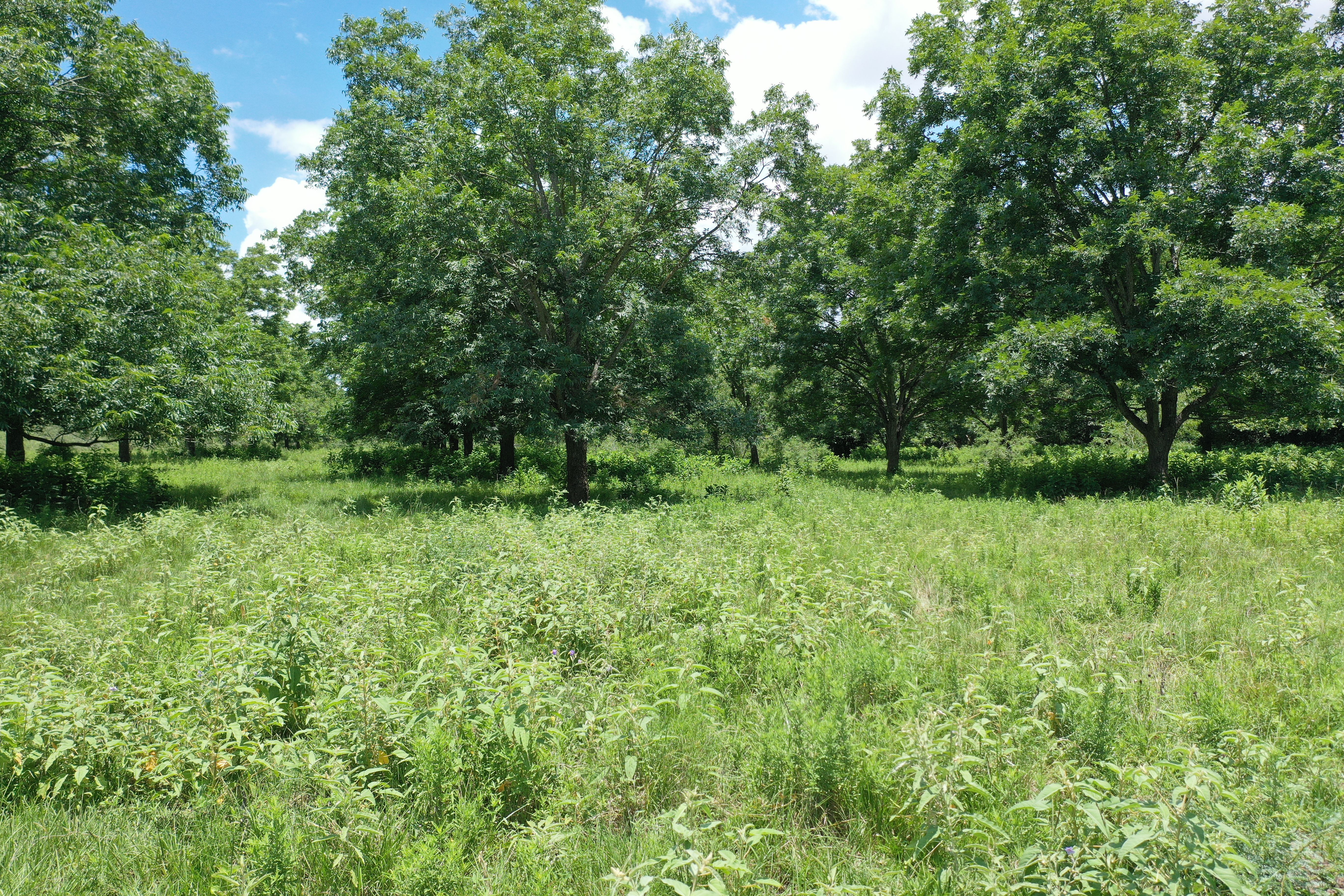  Buck Branch Ranch - 物件實景