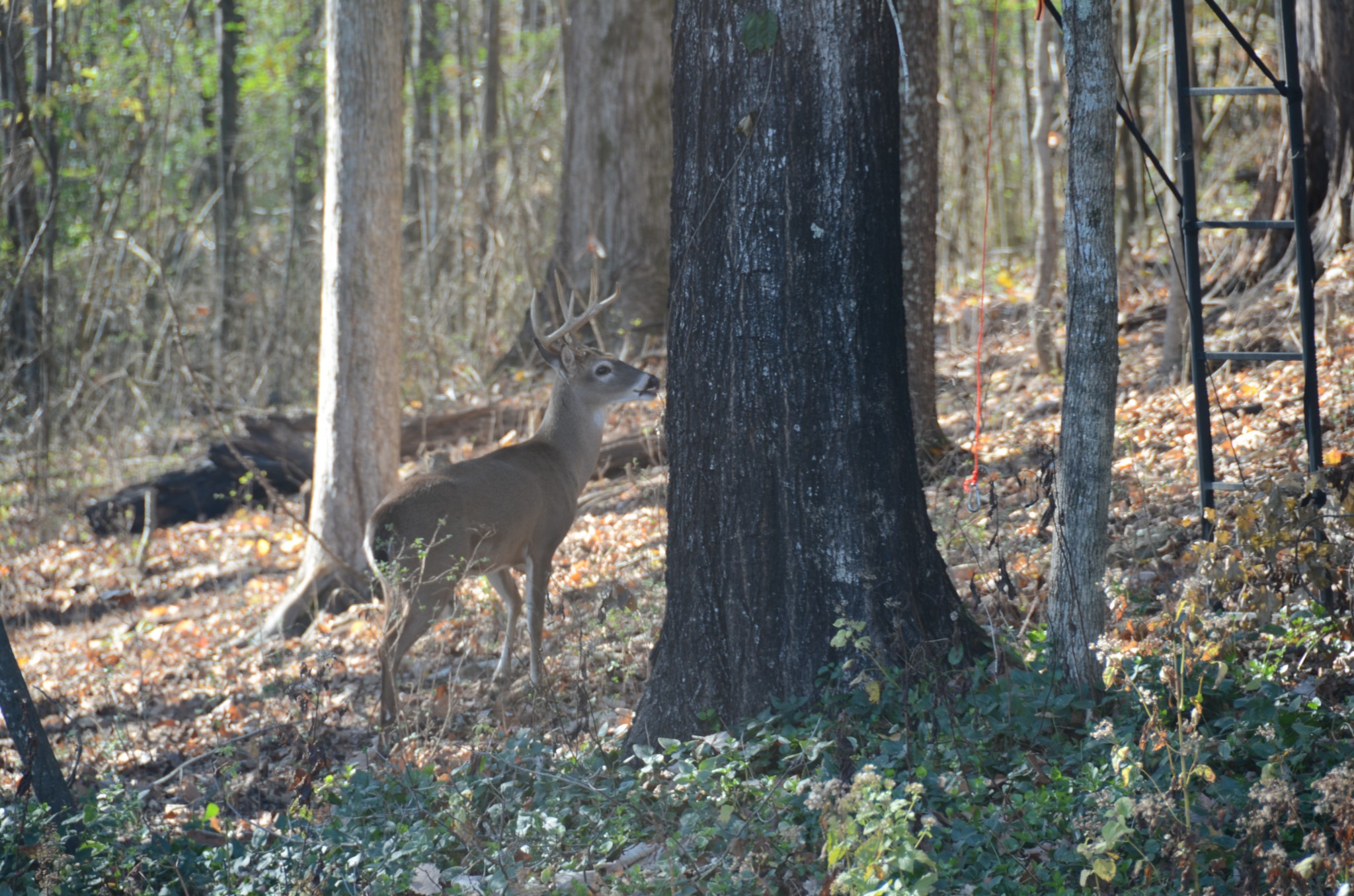 Lewisburg, Tennessee, 37091, United States, 4 Bedrooms Bedrooms, ,3 BathroomsBathrooms,Residential,For Sale,1999662