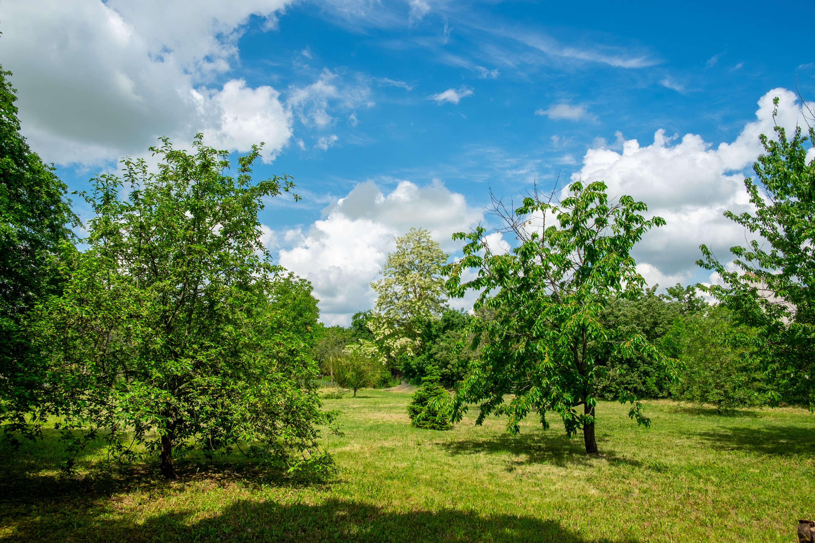  Ferch Manor - History and Tradition near Timioara - 物件實景