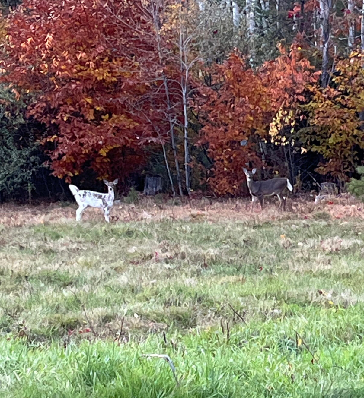 Harrison, Maine, 04040, United States, 3 Bedrooms Bedrooms, ,3 BathroomsBathrooms,Residential,For Sale,1991420