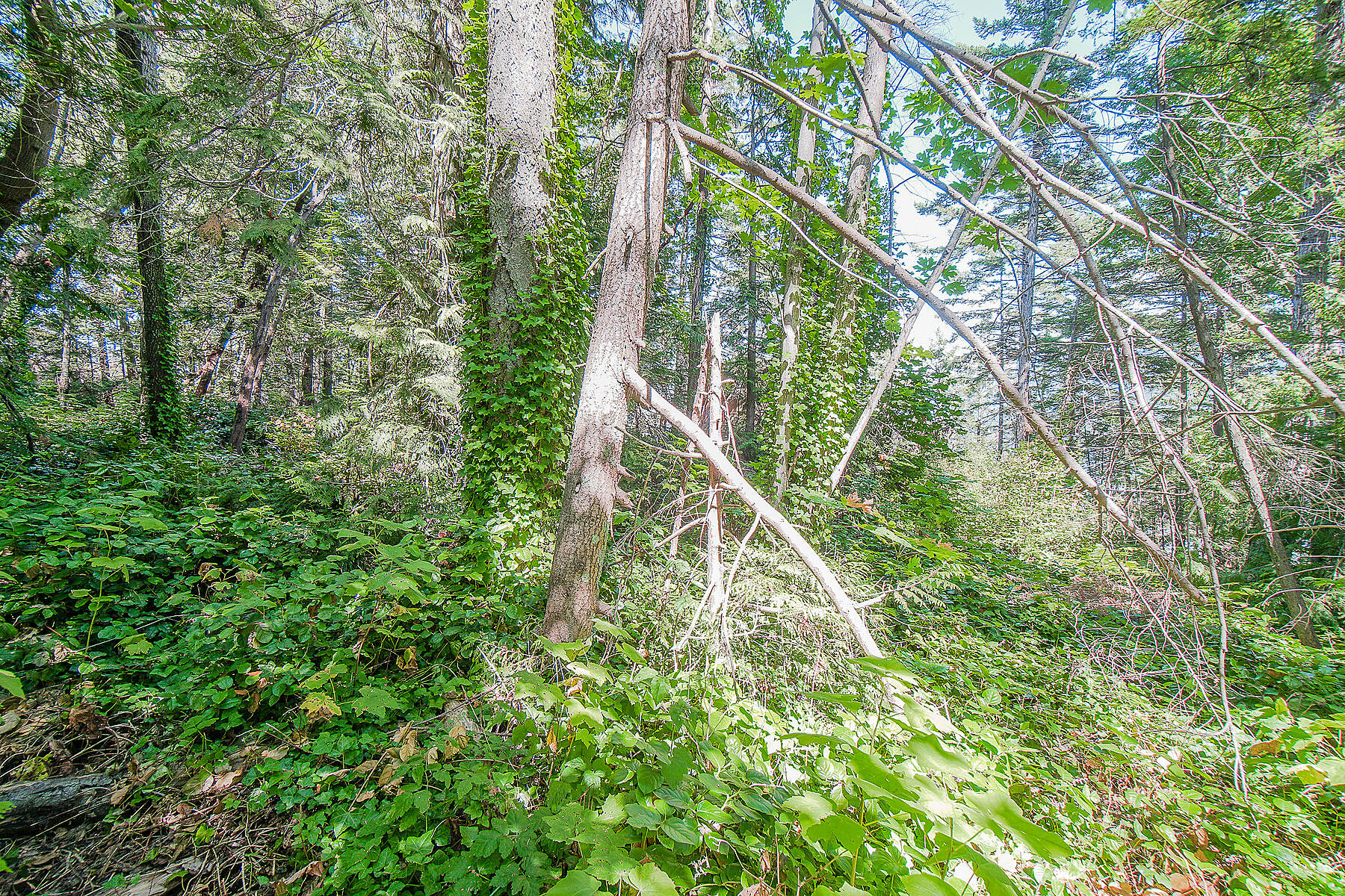  West Vancouver, Greater Vancouver - 物件實景