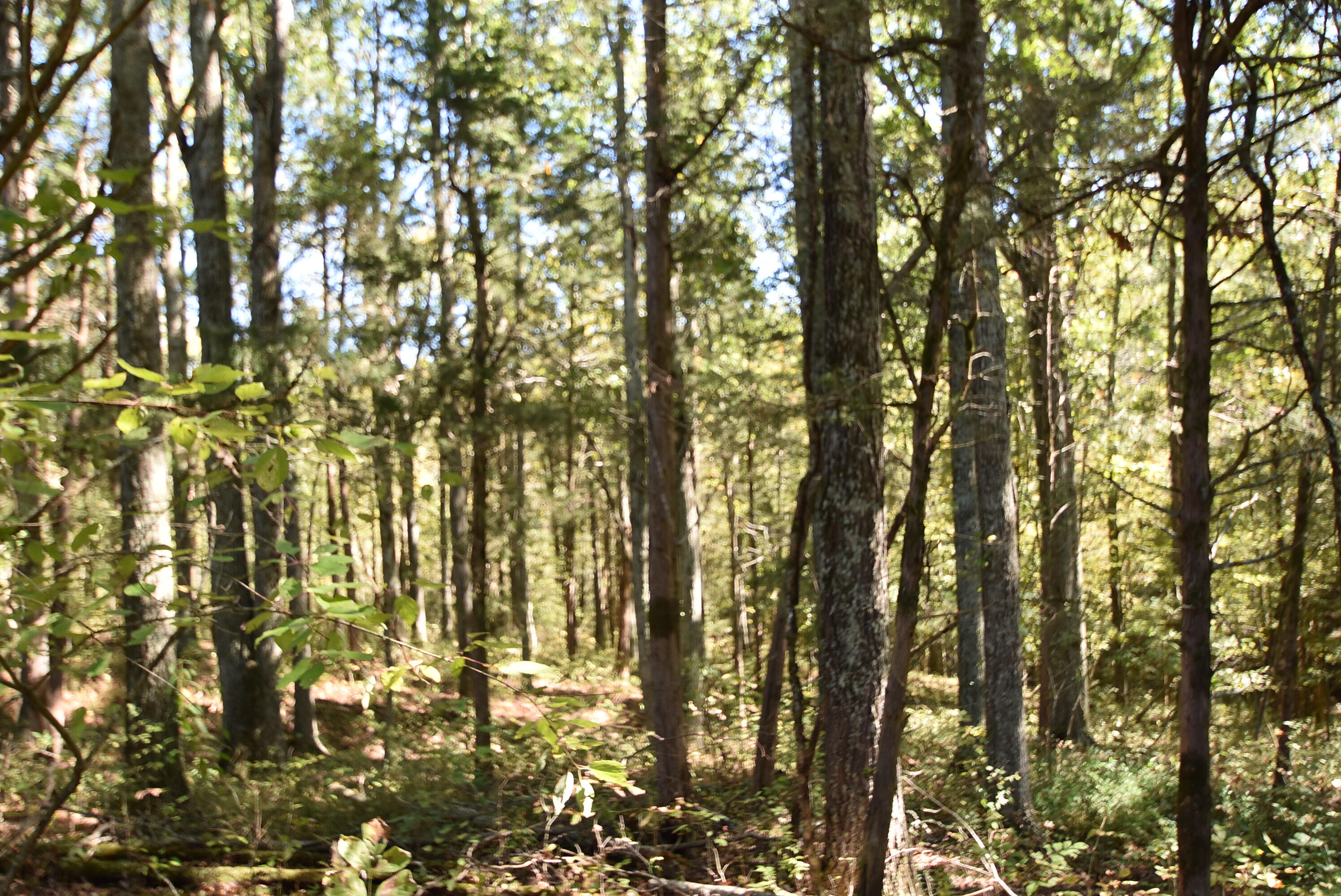 Willisburg, Kentucky, 40078, United States, 4 Bedrooms Bedrooms, ,1 BathroomBathrooms,Residential,For Sale,1962831