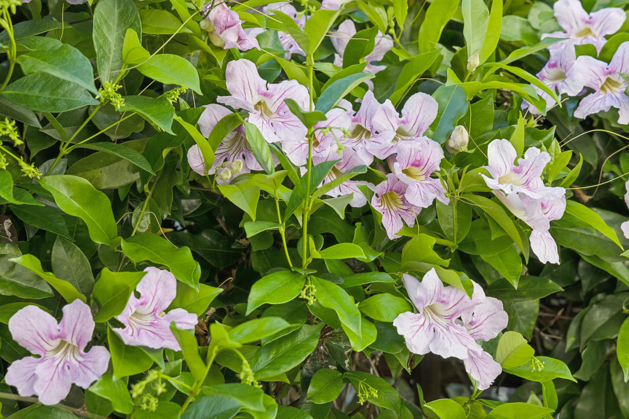  137 France Street - 物件實景