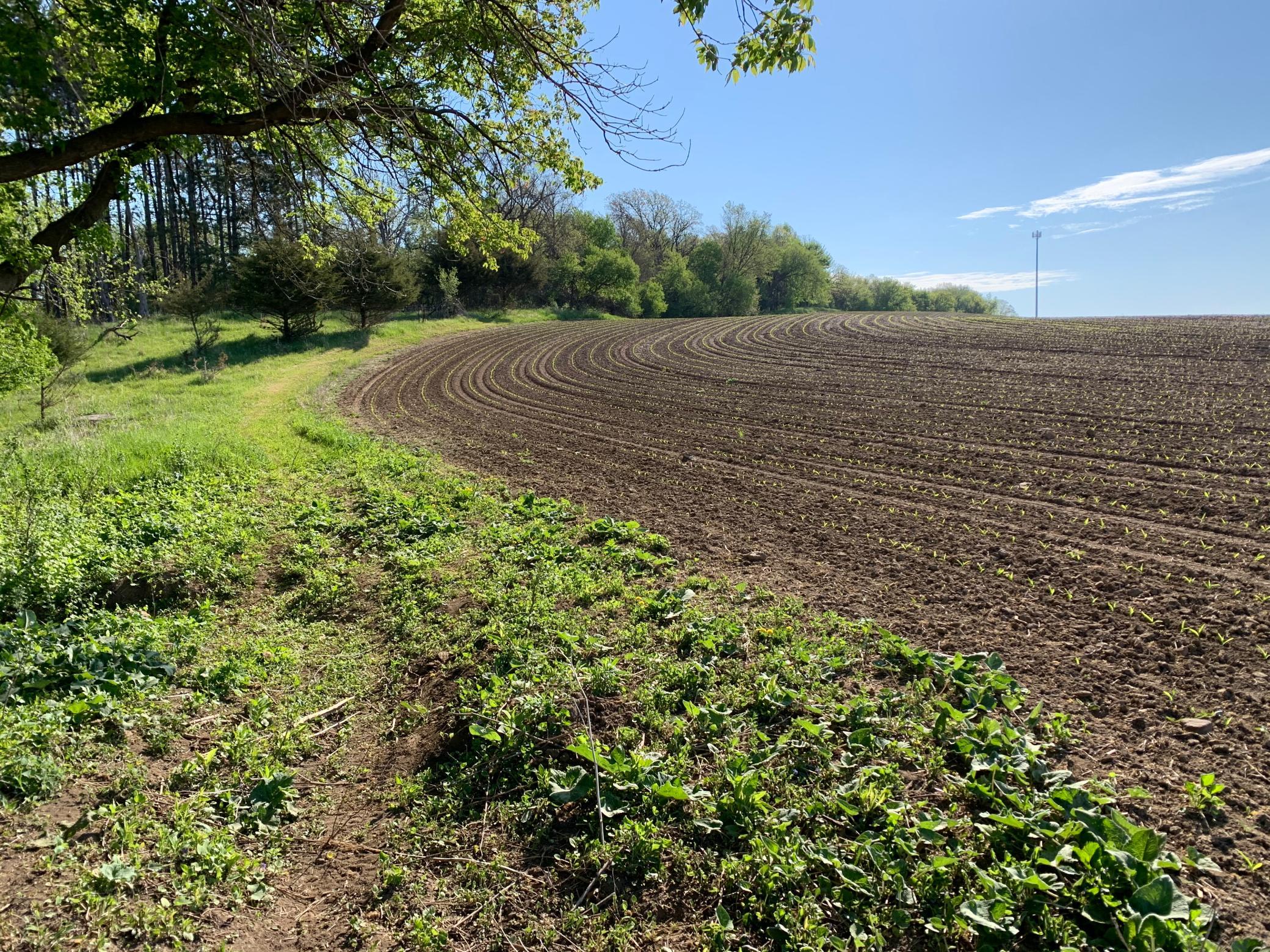 Tbd 75th Street NW, Oronoco Twp, Minnesota, 55901, United States, ,Land,For Sale,Tbd 75th Street NW,1626085