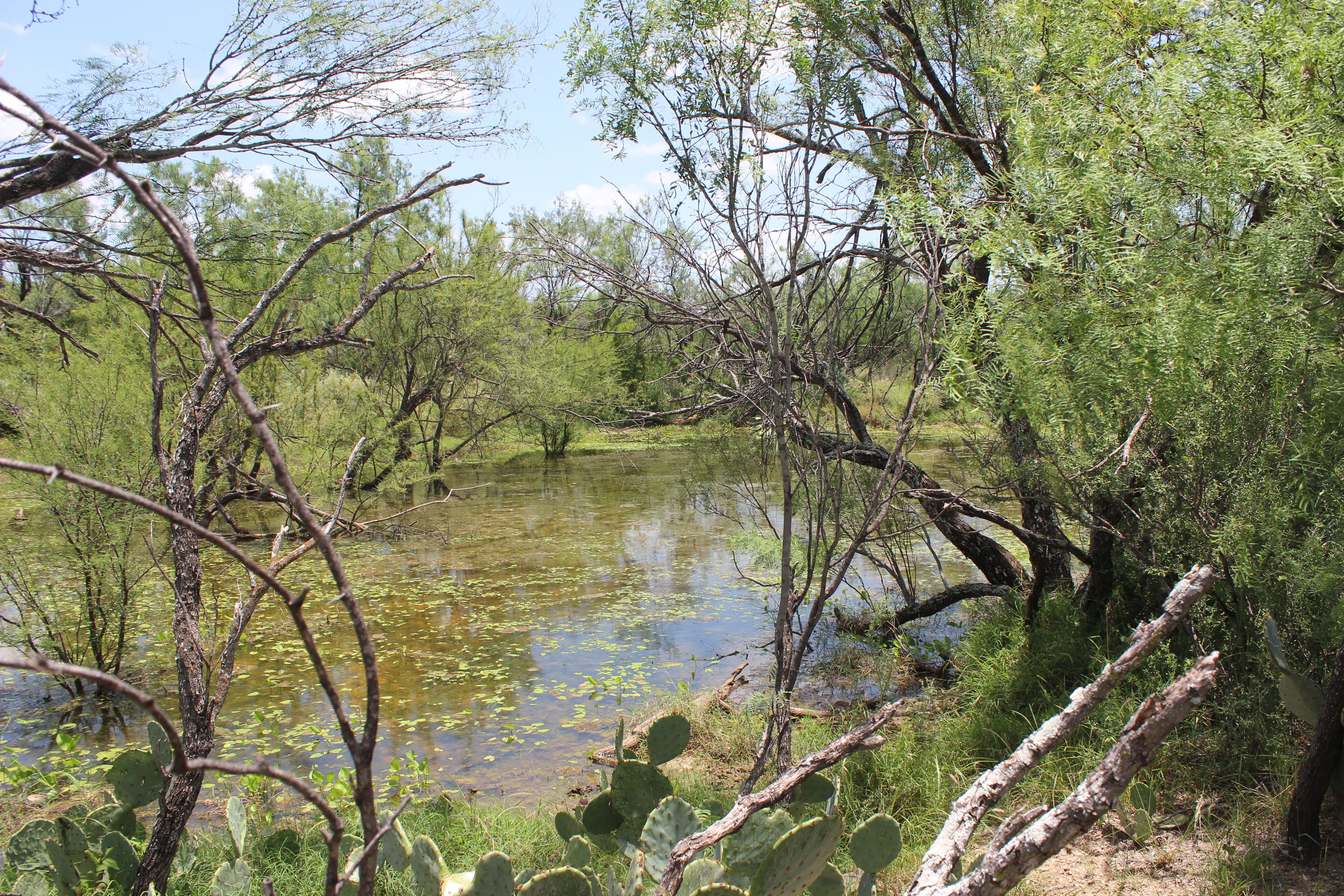  644+/- Acre Asherton Vista - 物件實景