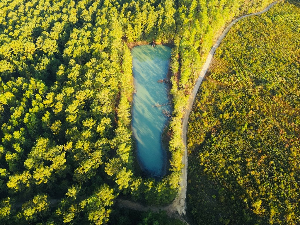 Abbeville, Georgia, 31001, United States, ,Land,For Sale,1975130