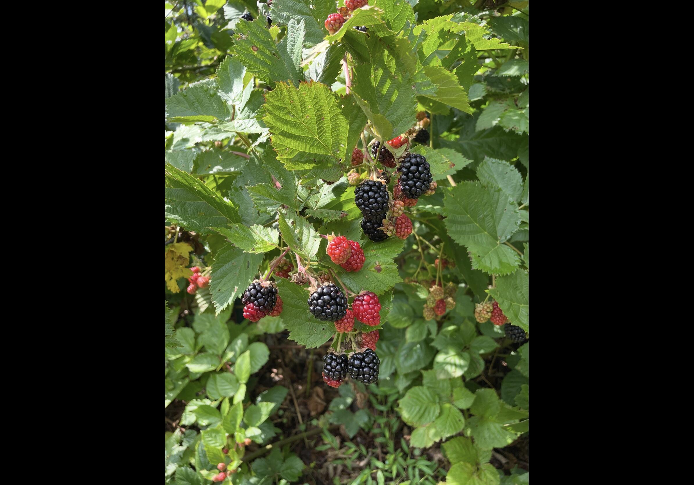 Tracy City, Tennessee, 37387, United States, 3 Bedrooms Bedrooms, ,Residential,For Sale,1979741