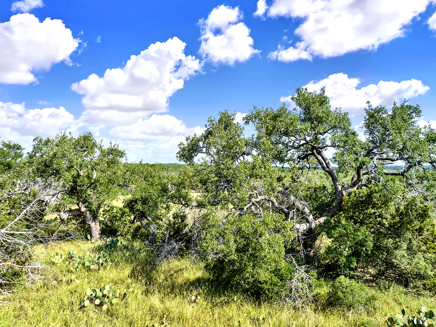 San Marcos, Texas, 78666, United States, ,Land,For Sale,1976108