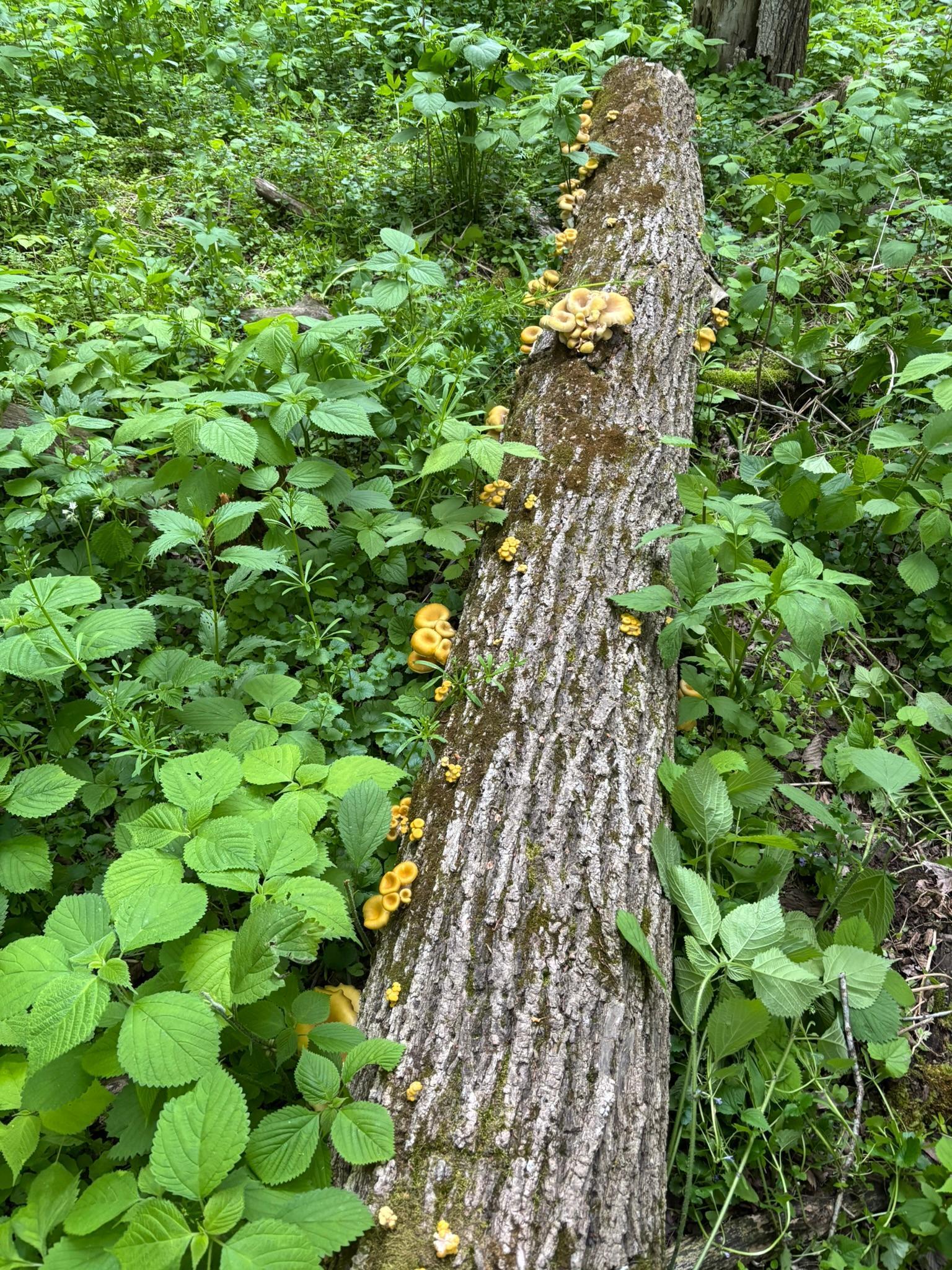 Winona, Minnesota, 55987, United States, 5 Bedrooms Bedrooms, ,2 BathroomsBathrooms,Residential,For Sale,2005788