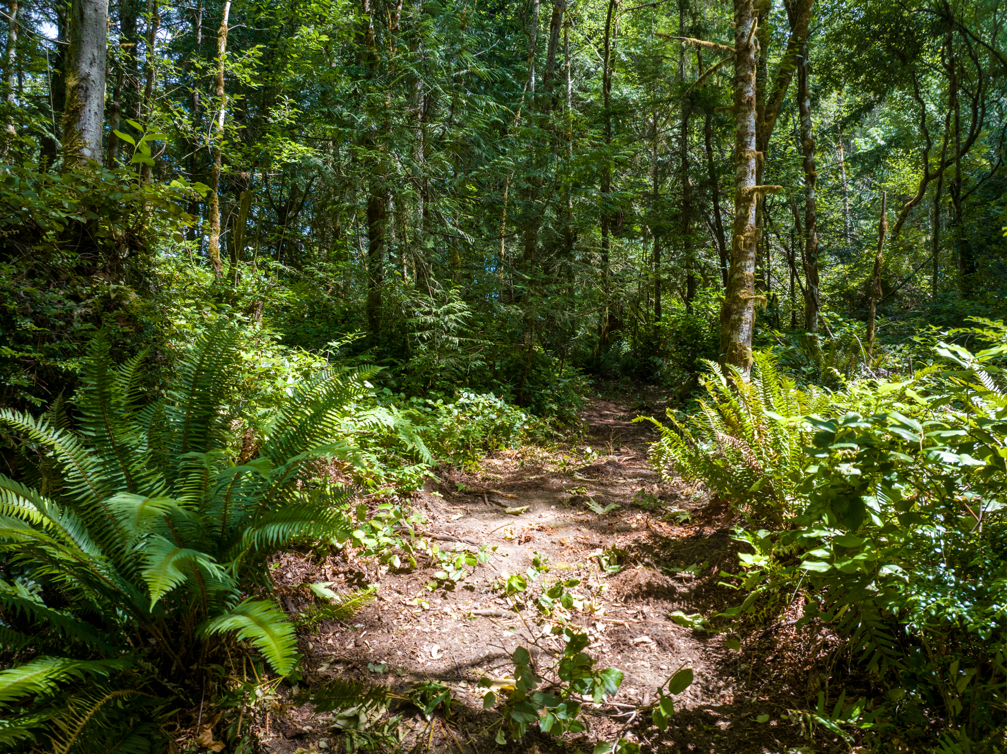  Lot A Bucsit Lane Northeast, Bainbridge Island, WA 98110 - 物件實景