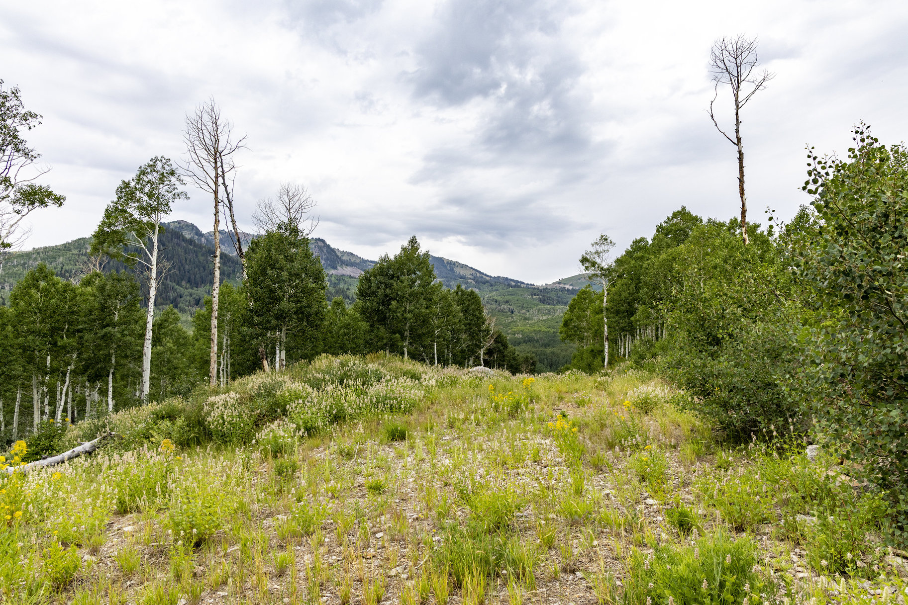  24 Acre Development Parcel in Bonanza Flats - 物件實景