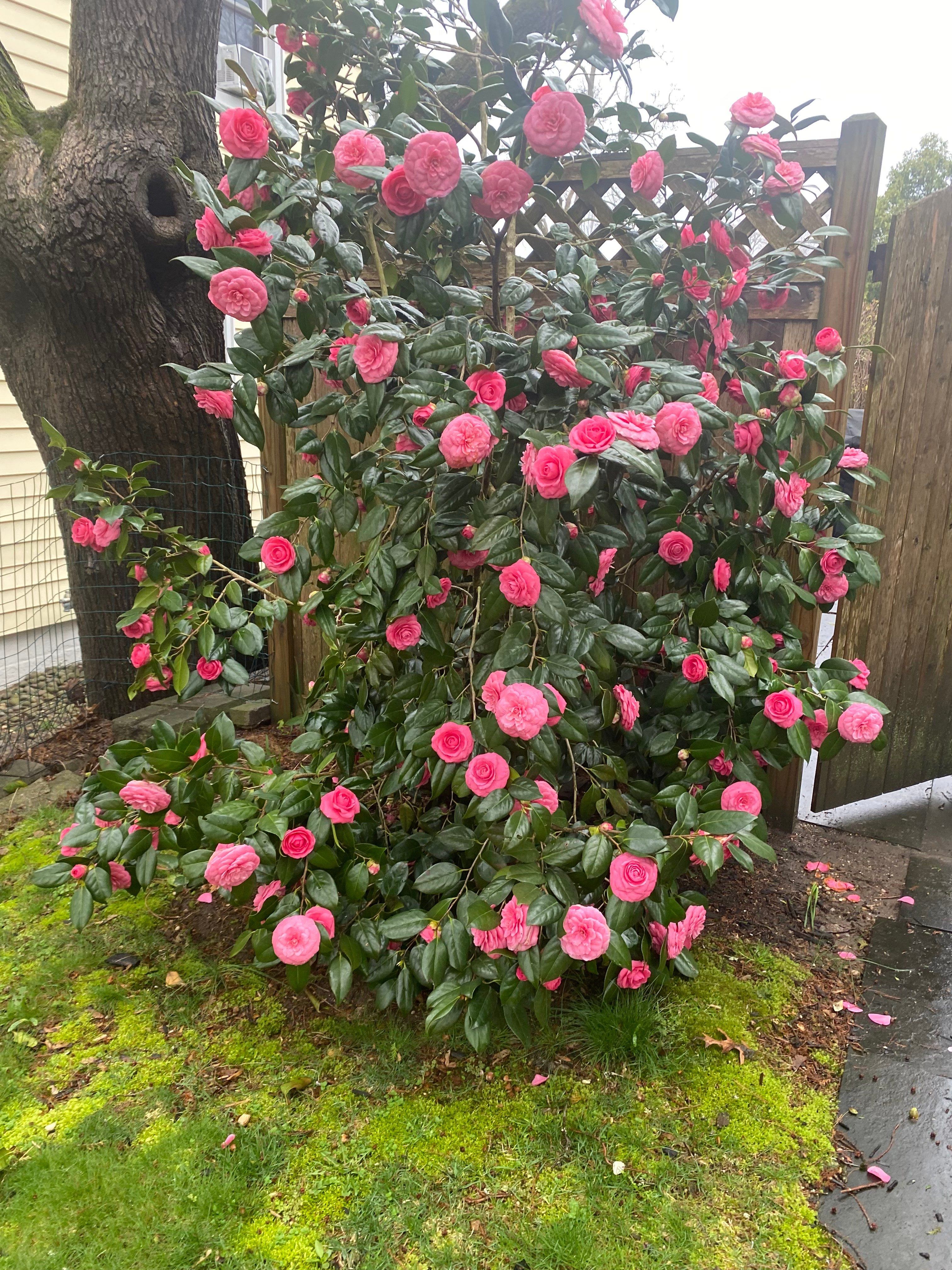  55 Pershing Avenue, Locust Valley, NY, 11560 - 物件實景