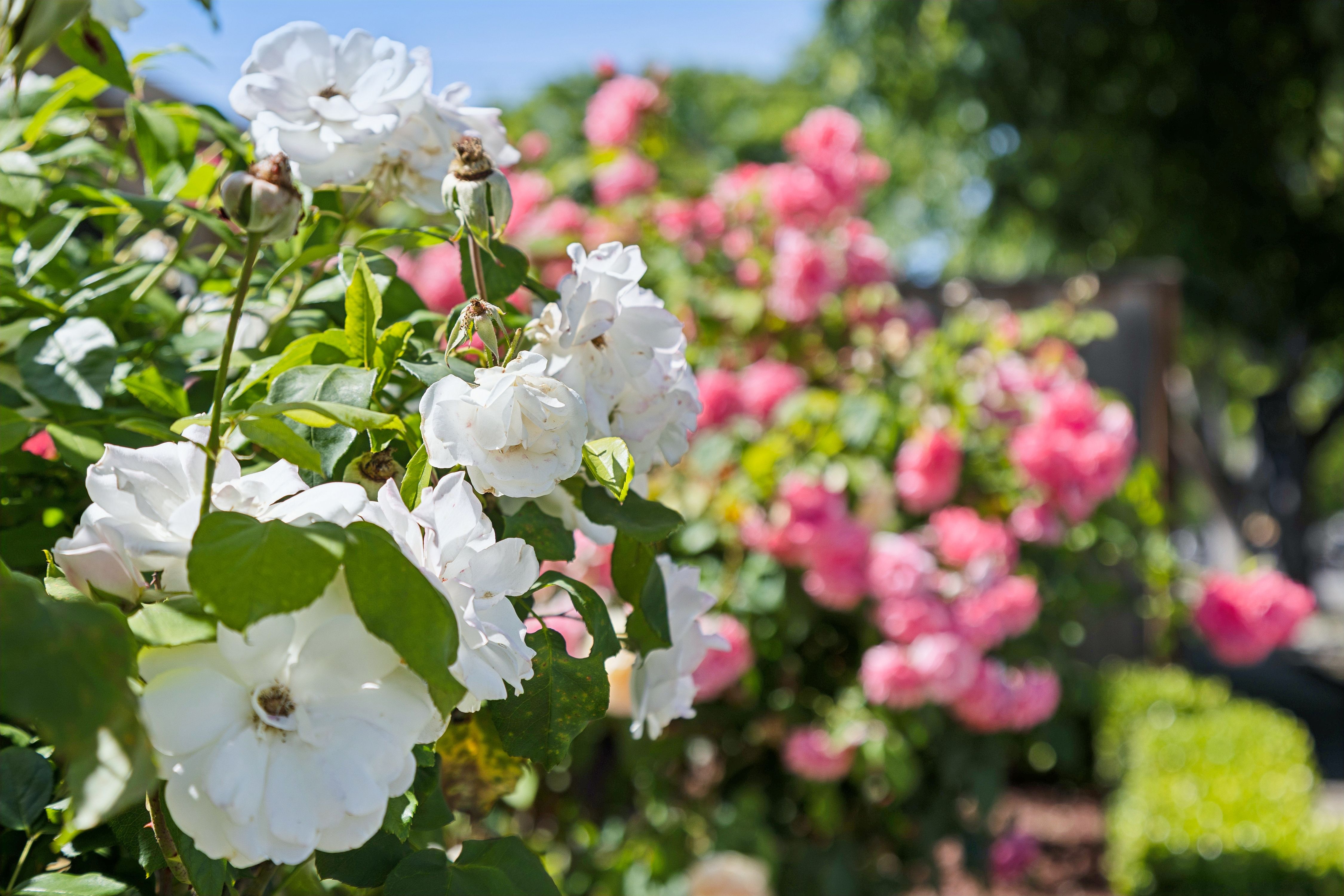  Charming Almaden Valley Single Story on Spacious Corner Lot - 物件實景