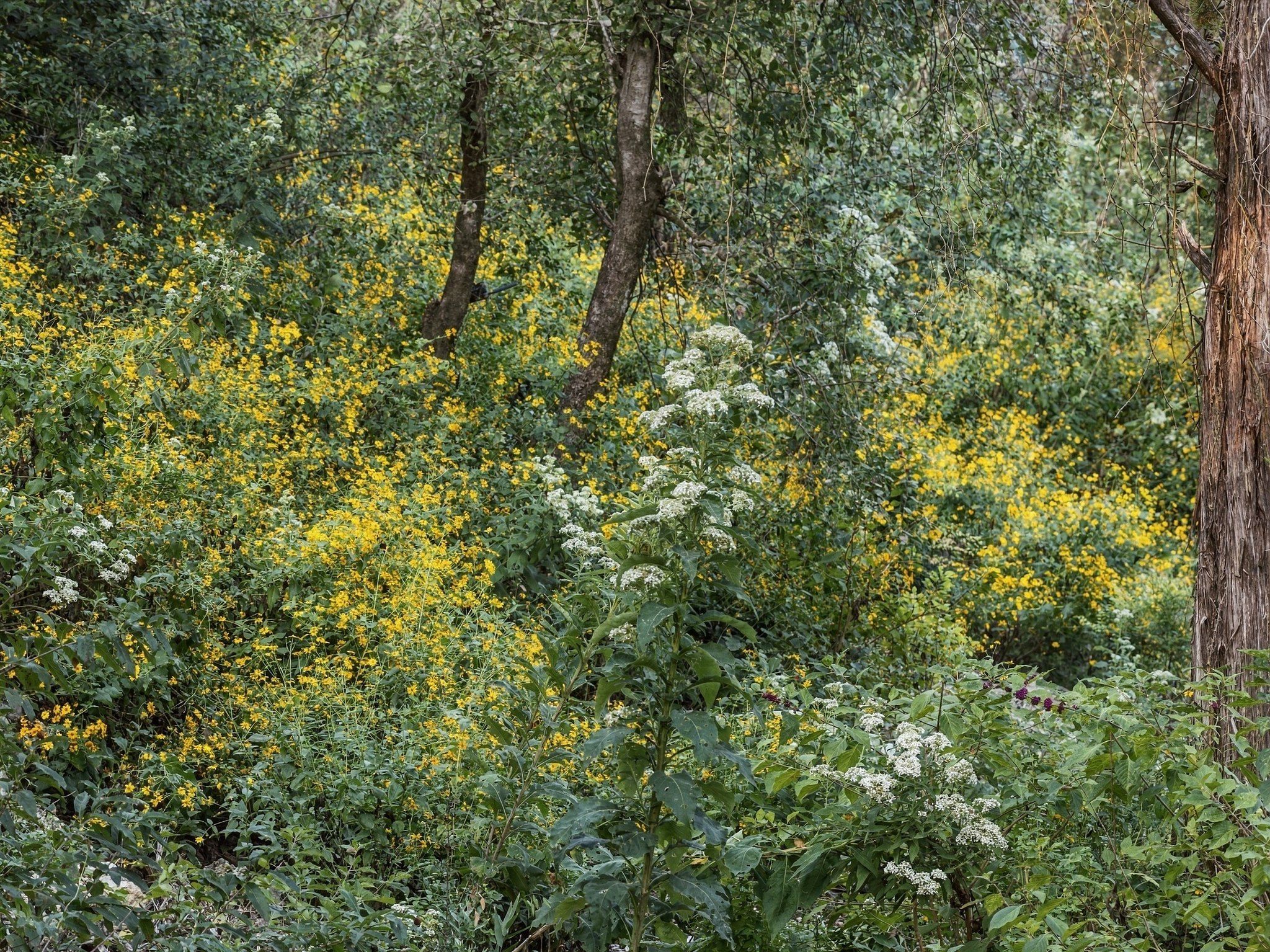  Private acreage in The Estates of Barton Creek - 物件實景
