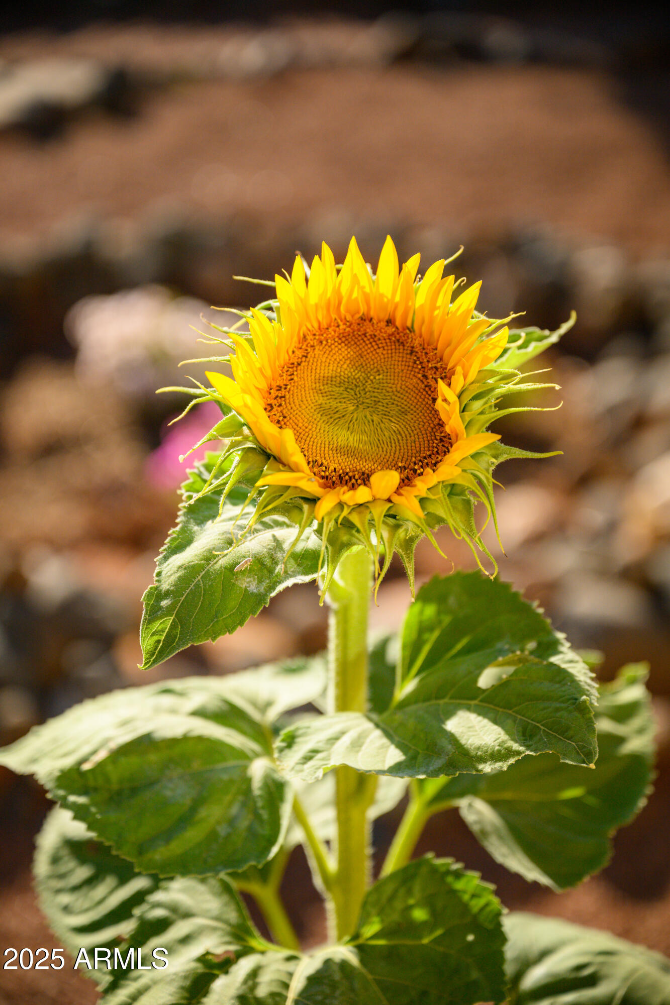 Sedona, Arizona, 86351, United States, 3 Bedrooms Bedrooms, ,4 BathroomsBathrooms,Residential,For Sale,2003507