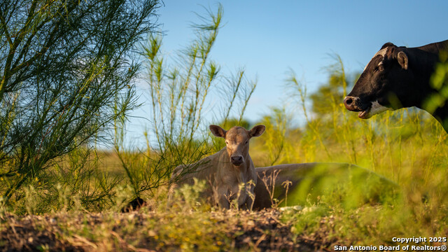 Kingsbury, Texas, 78638, United States, ,Residential,For Sale,1988121