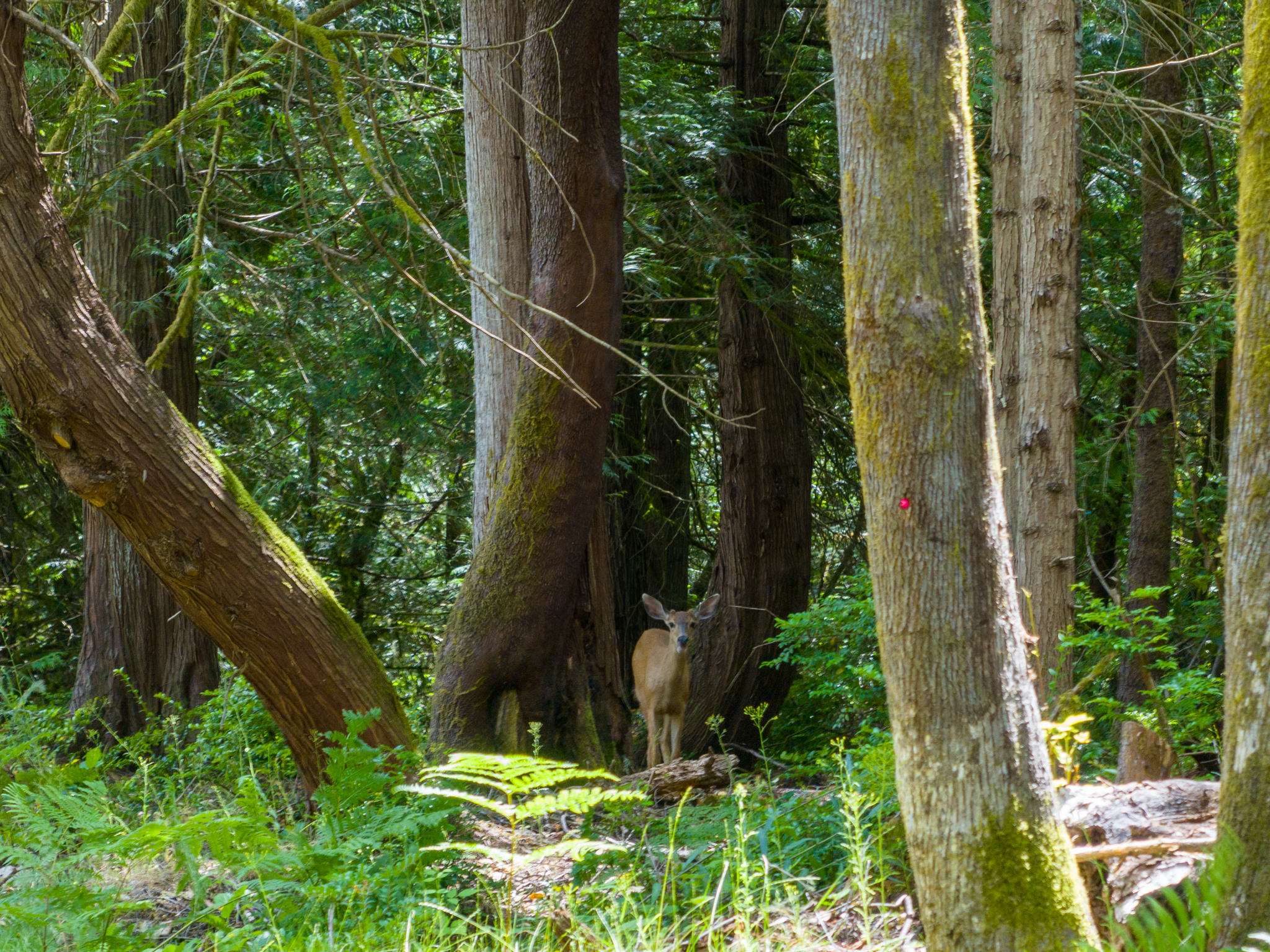  Lot A Bucsit Lane Northeast, Bainbridge Island, WA 98110 - 物件實景