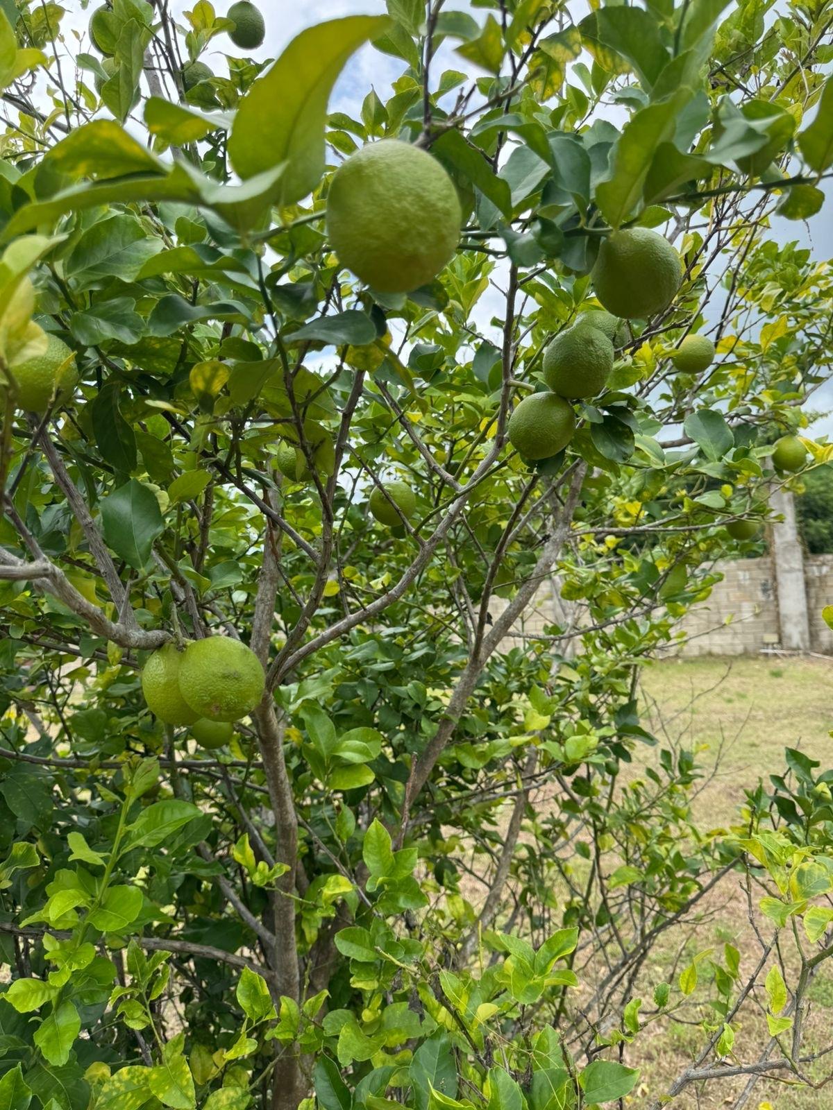 Westmoreland, JM, 4 Bedrooms Bedrooms, ,4 BathroomsBathrooms,Residential,For Sale,1959398