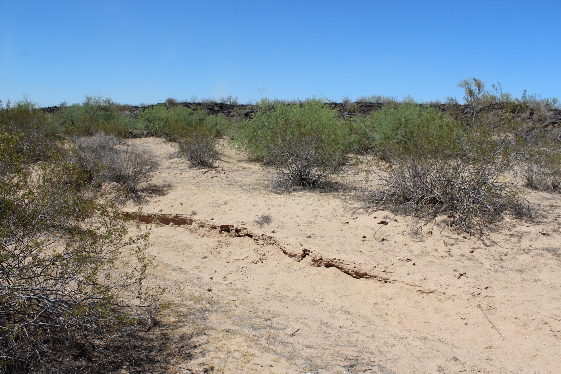  11 S 337th Avenue, Arlington, AZ, 85322 - 物件實景