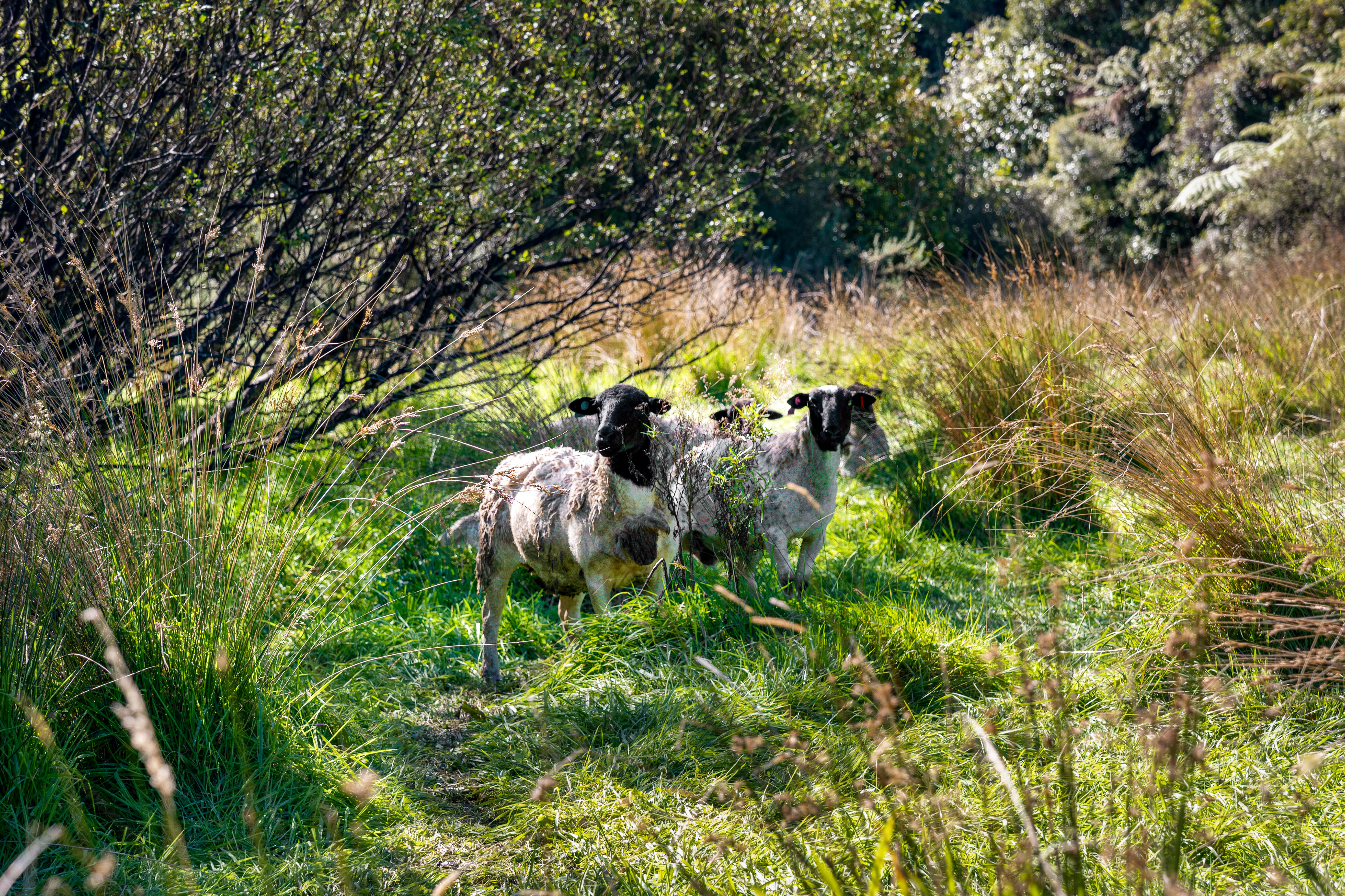  Ultimate West Coast Escape - 物件實景