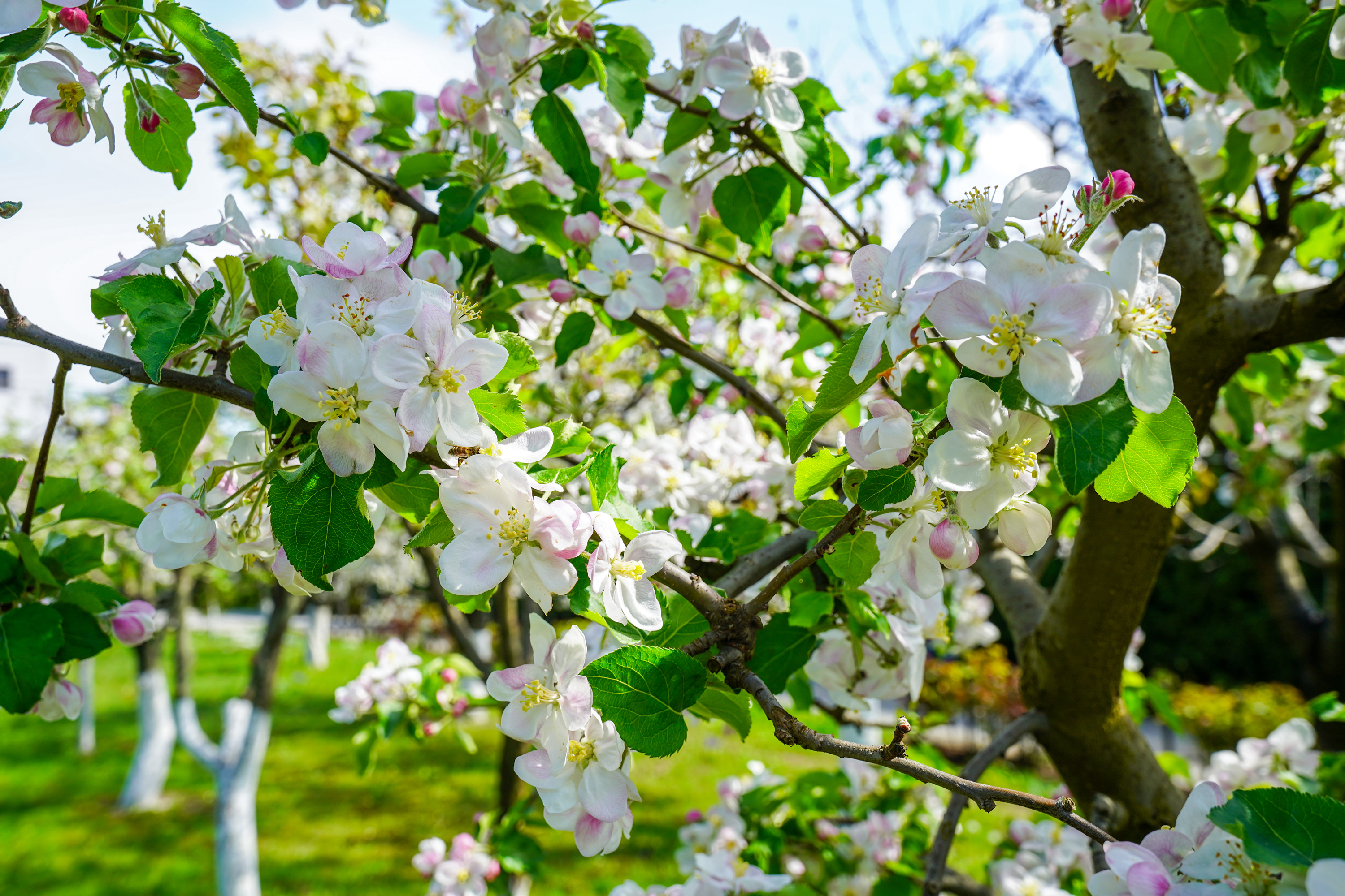  Luxury Villa in a Prime Educational Hub, Pipera - 物件實景