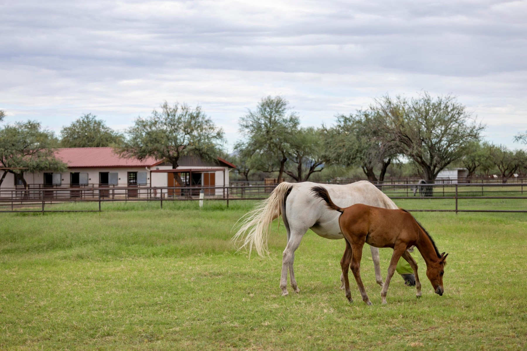  3155 W Elephant Head Road¦Amado, AZ - 物件實景