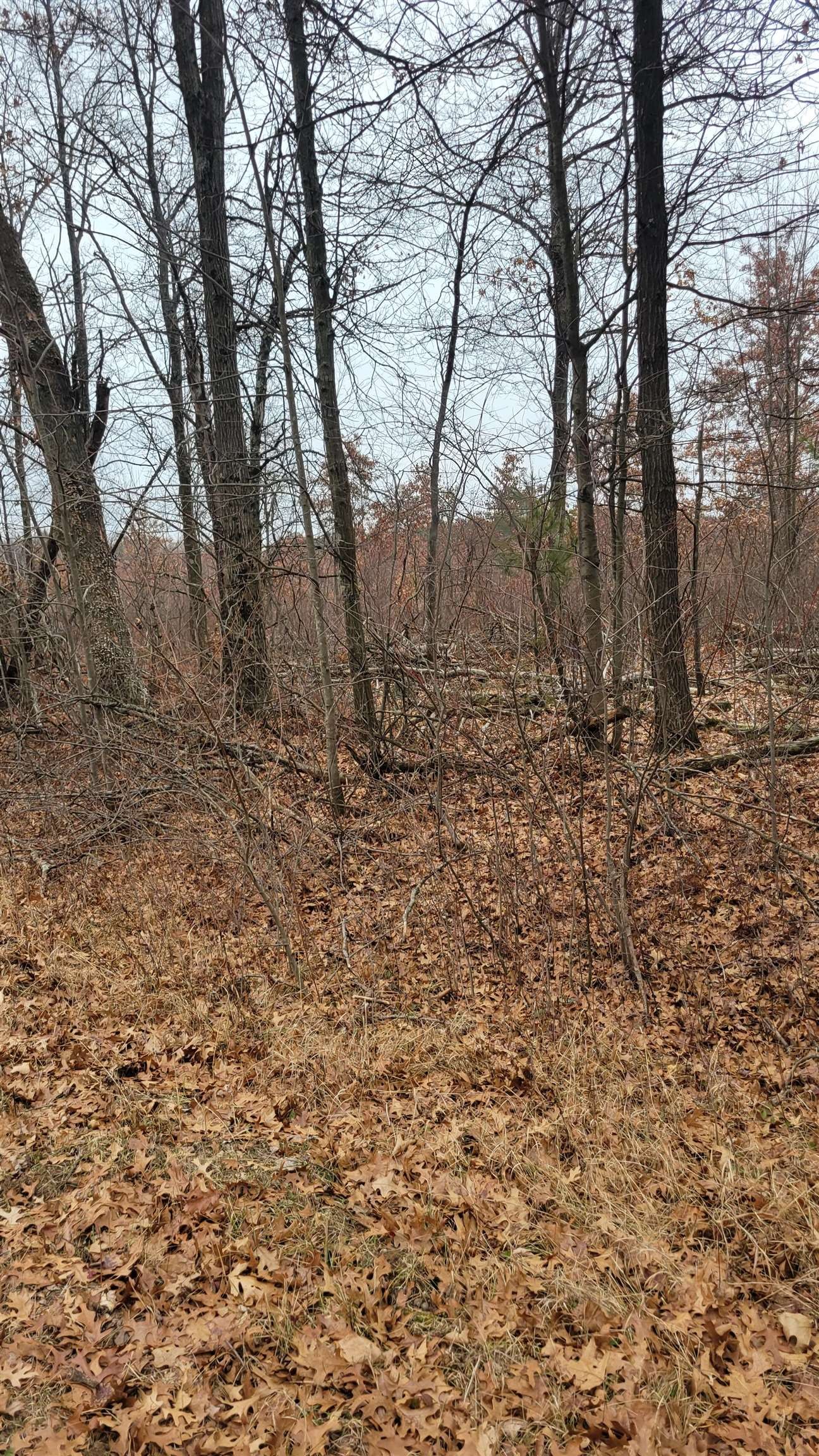 200 Acres Birch Lane, Nekoosa, Wisconsin, 54469, United States, ,Land,For Sale,200 Acres Birch Lane,1626792