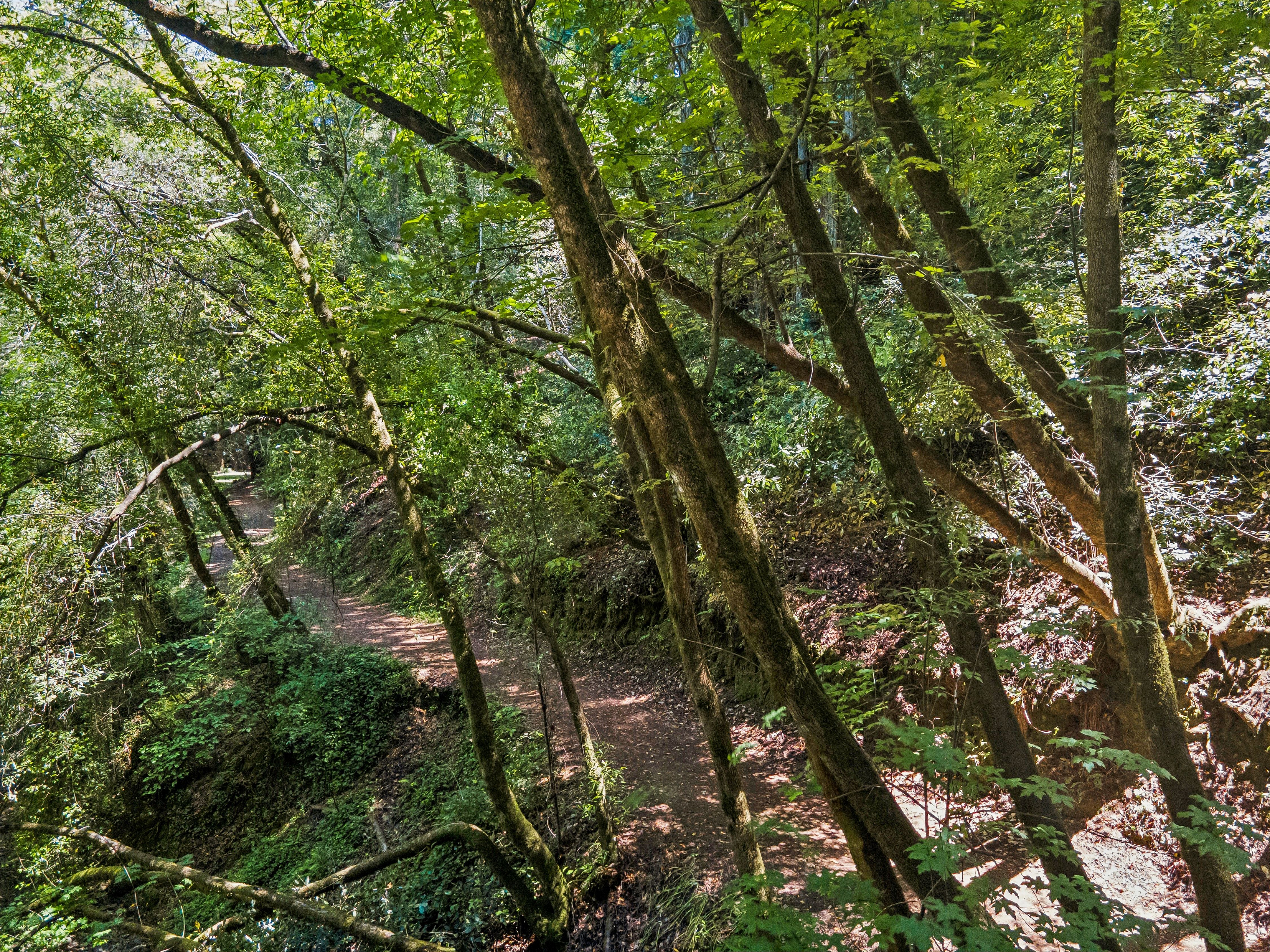  Magical Madrone Canyon Retreat - 物件實景