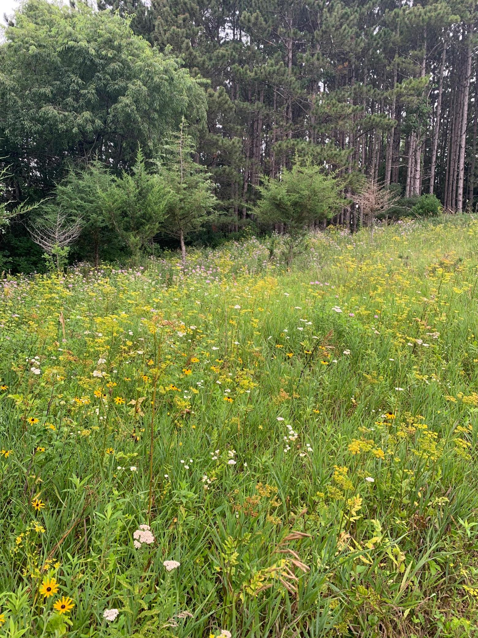 Tbd 75th Street NW, Oronoco Twp, Minnesota, 55901, United States, ,Land,For Sale,Tbd 75th Street NW,1626085