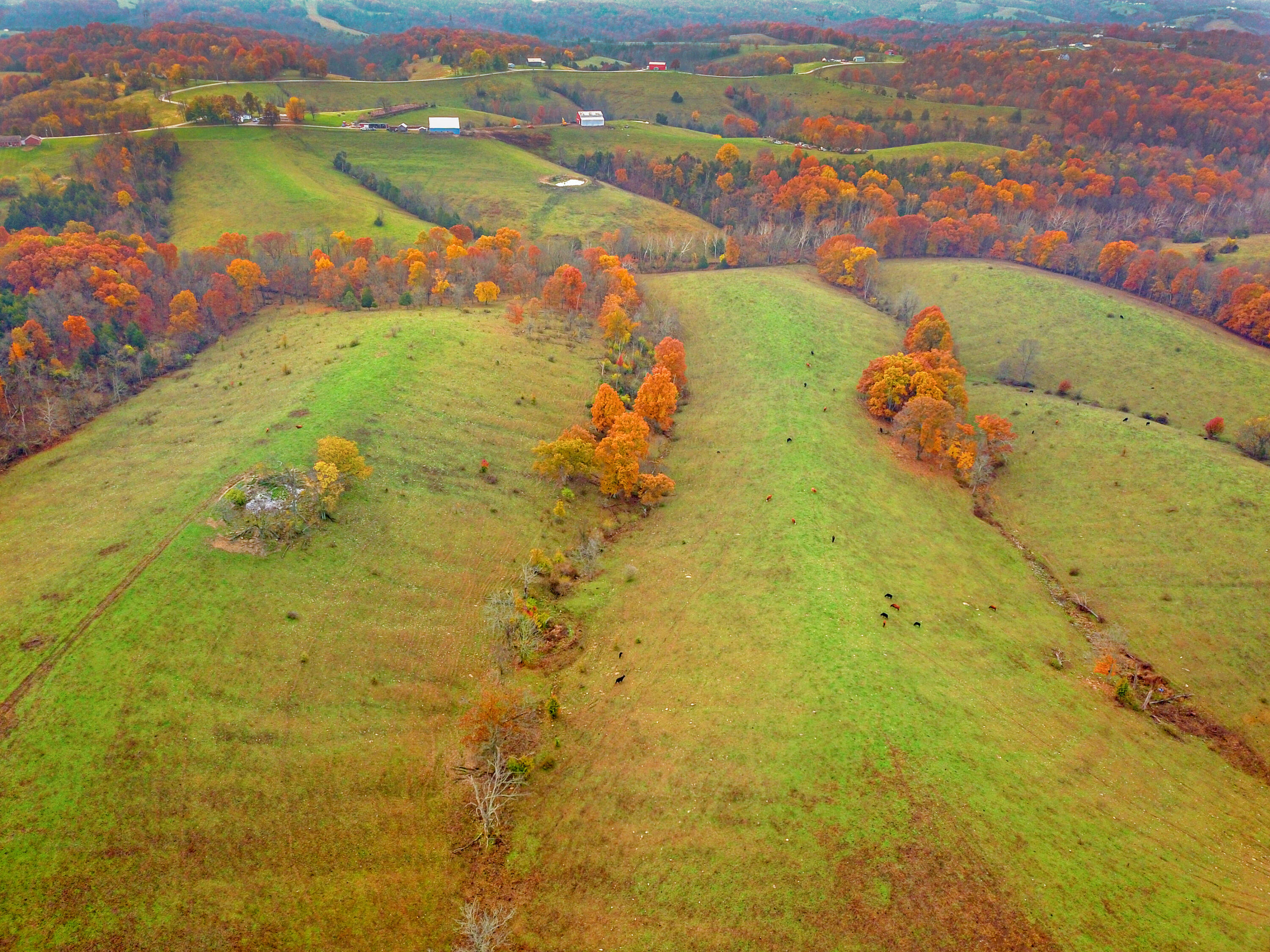 Williamstown, Kentucky, 41097, United States, ,Land,For Sale,1995668