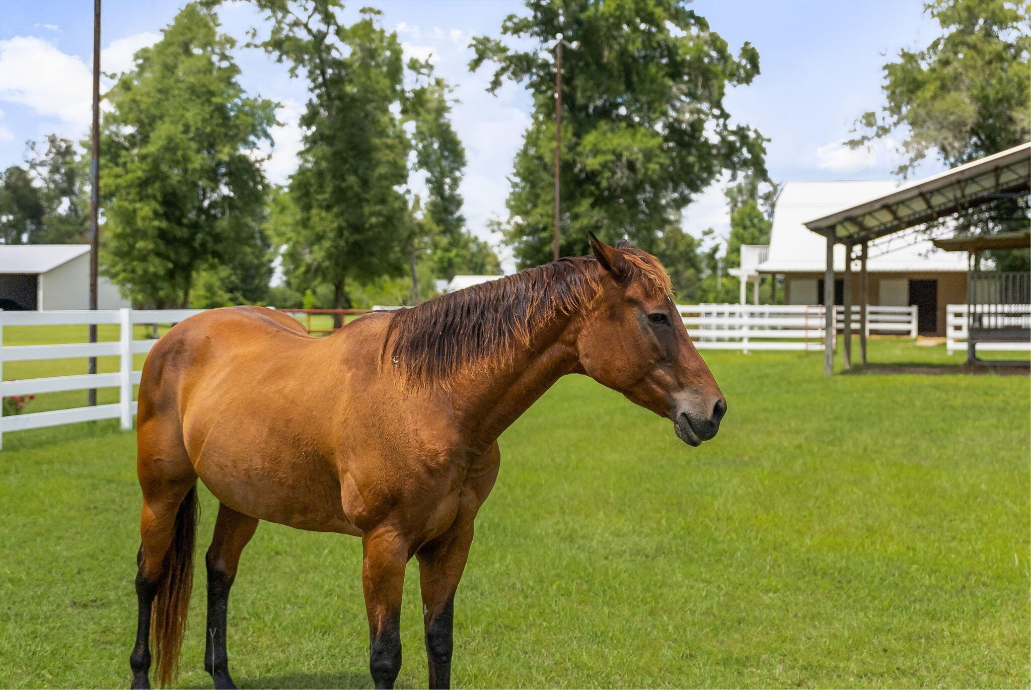Youngstown, Florida, 32466, United States, 6 Bedrooms Bedrooms, ,6 BathroomsBathrooms,Residential,For Sale,1981831