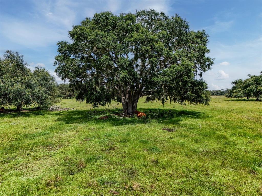 Myakka City, Florida, 34251, United States, ,Land,For Sale,1908306