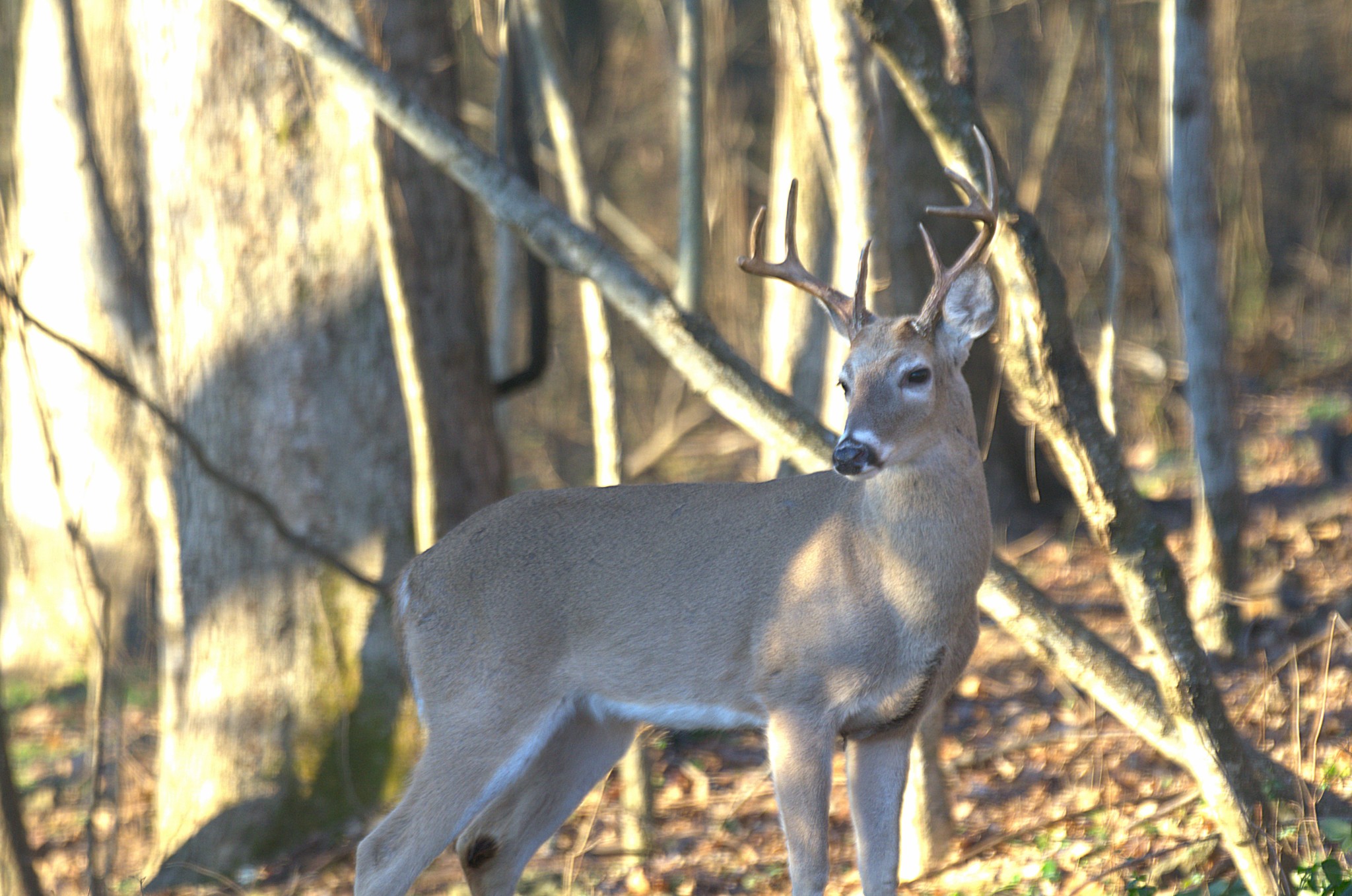 Lewisburg, Tennessee, 37091, United States, 4 Bedrooms Bedrooms, ,3 BathroomsBathrooms,Residential,For Sale,1999662