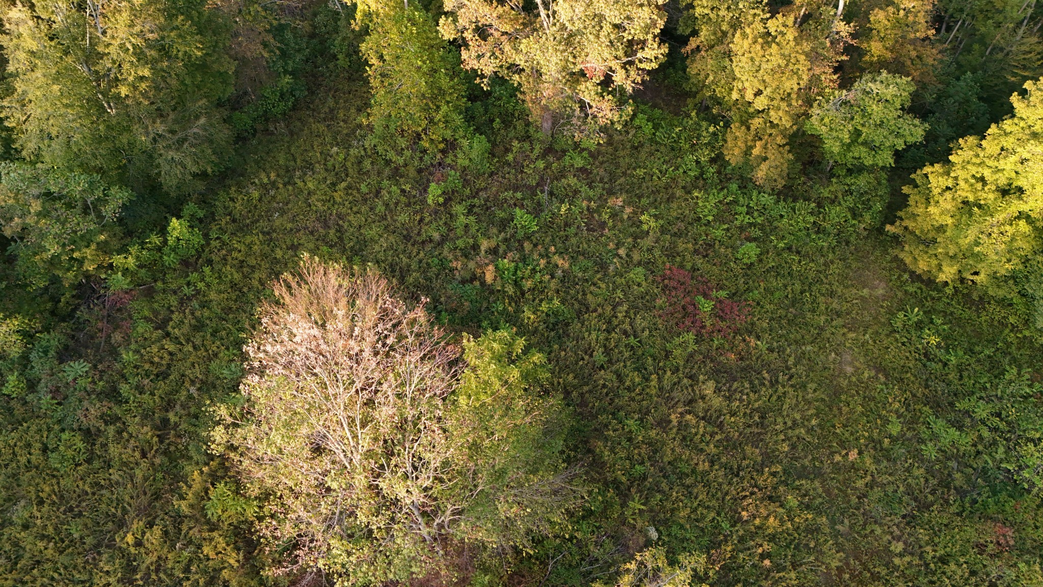 Lynchburg, Tennessee, 37388, United States, ,Land,For Sale,1982223