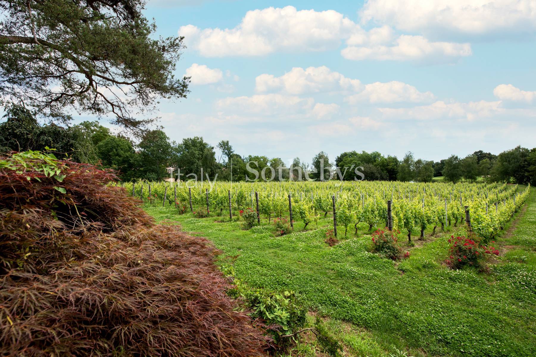  Exclusive wine estate - 物件實景