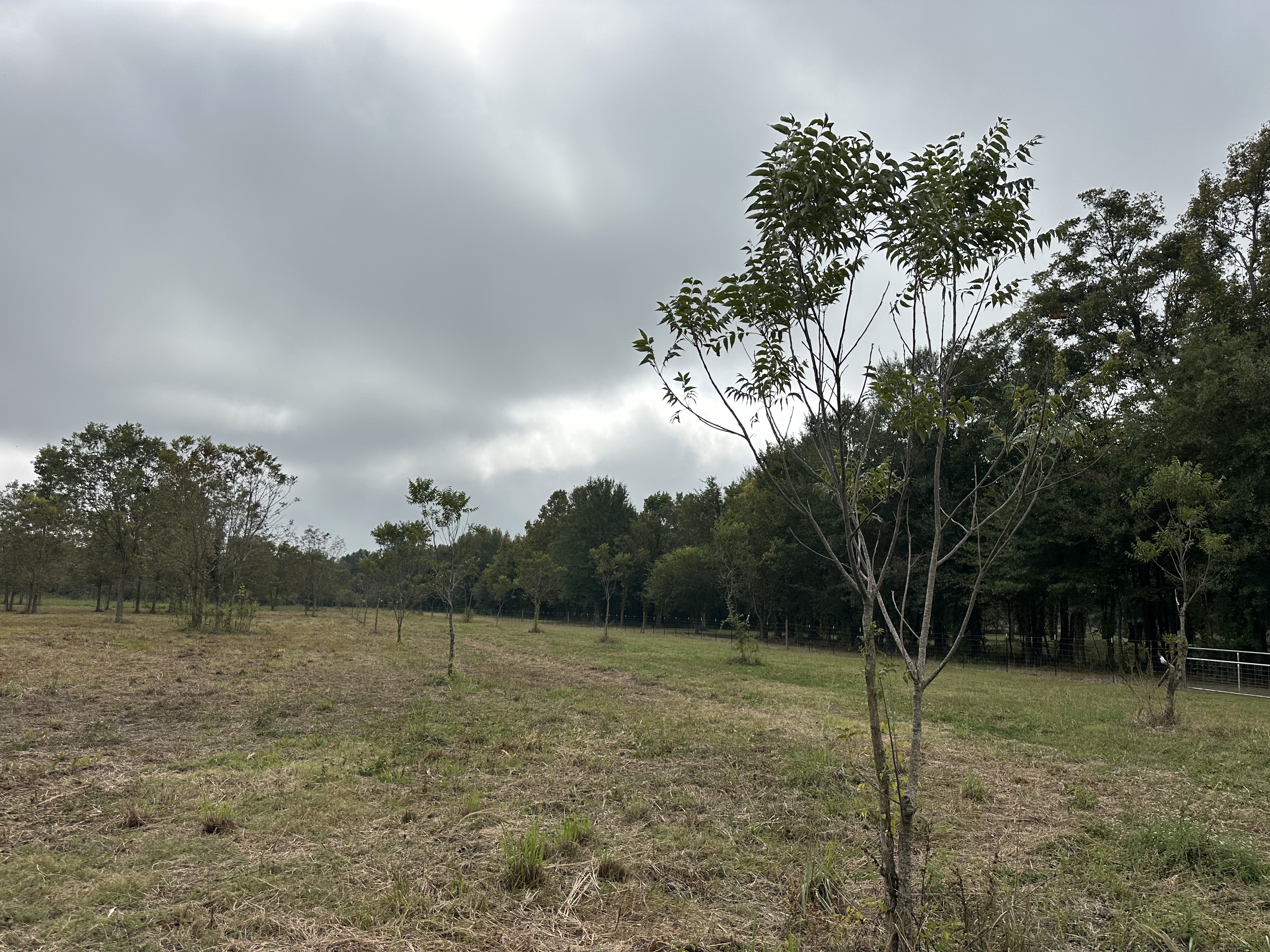 Livonia, Louisiana, 70755, United States, ,Land,For Sale,1986253