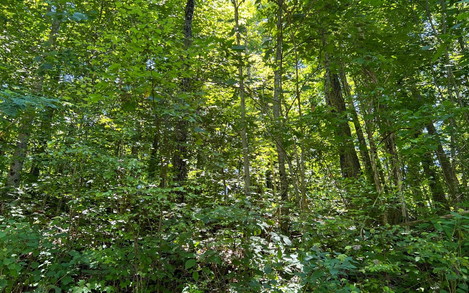 101ac Lori'S Mountain, Hayesville, North Carolina, 28904, United States, ,Residential,For Sale,101ac Lori'S Mountain,1304629