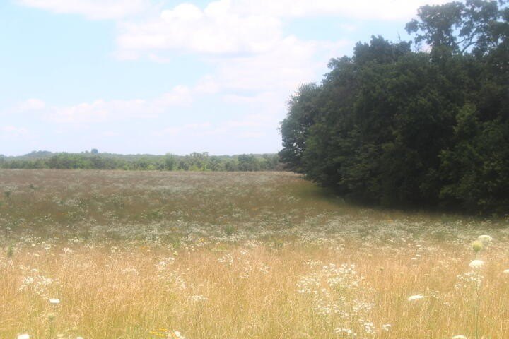 Polk, Missouri, 65727, United States, ,Land,For Sale,1980569